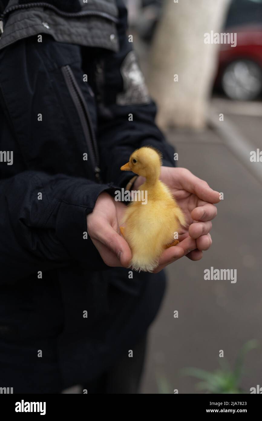 Les mains des gens tenant un petit nouveau-né canettant à l'extérieur, achète au marché des oiseaux Banque D'Images