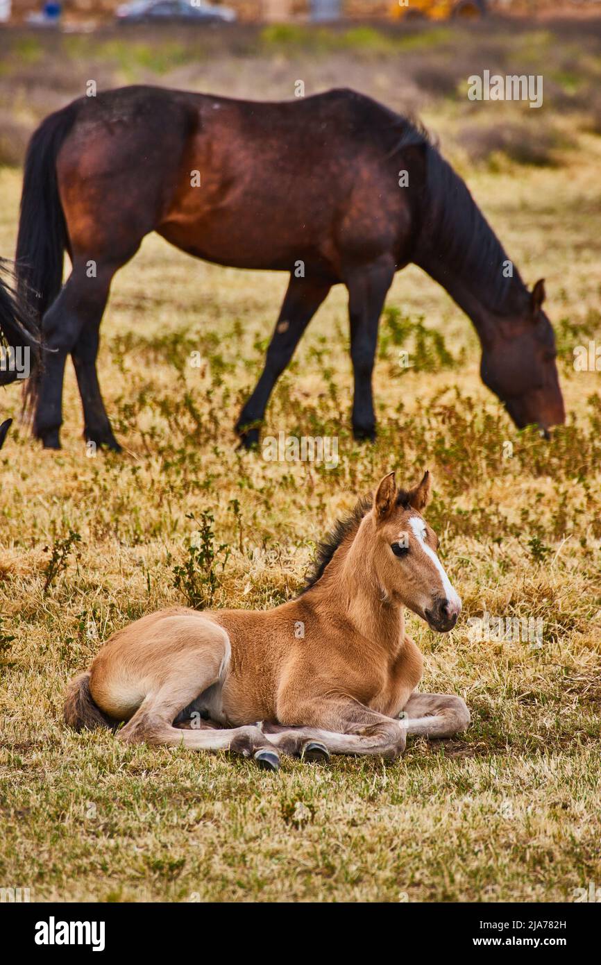 Vue rapprochée du cheval poulain et brun Banque D'Images