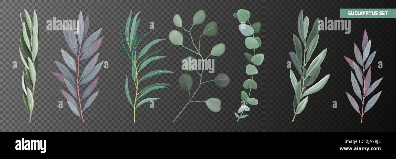 Icônes avec des branches d'eucalyptus réalistes et des feuilles isolées sur une illustration vectorielle transparente Illustration de Vecteur