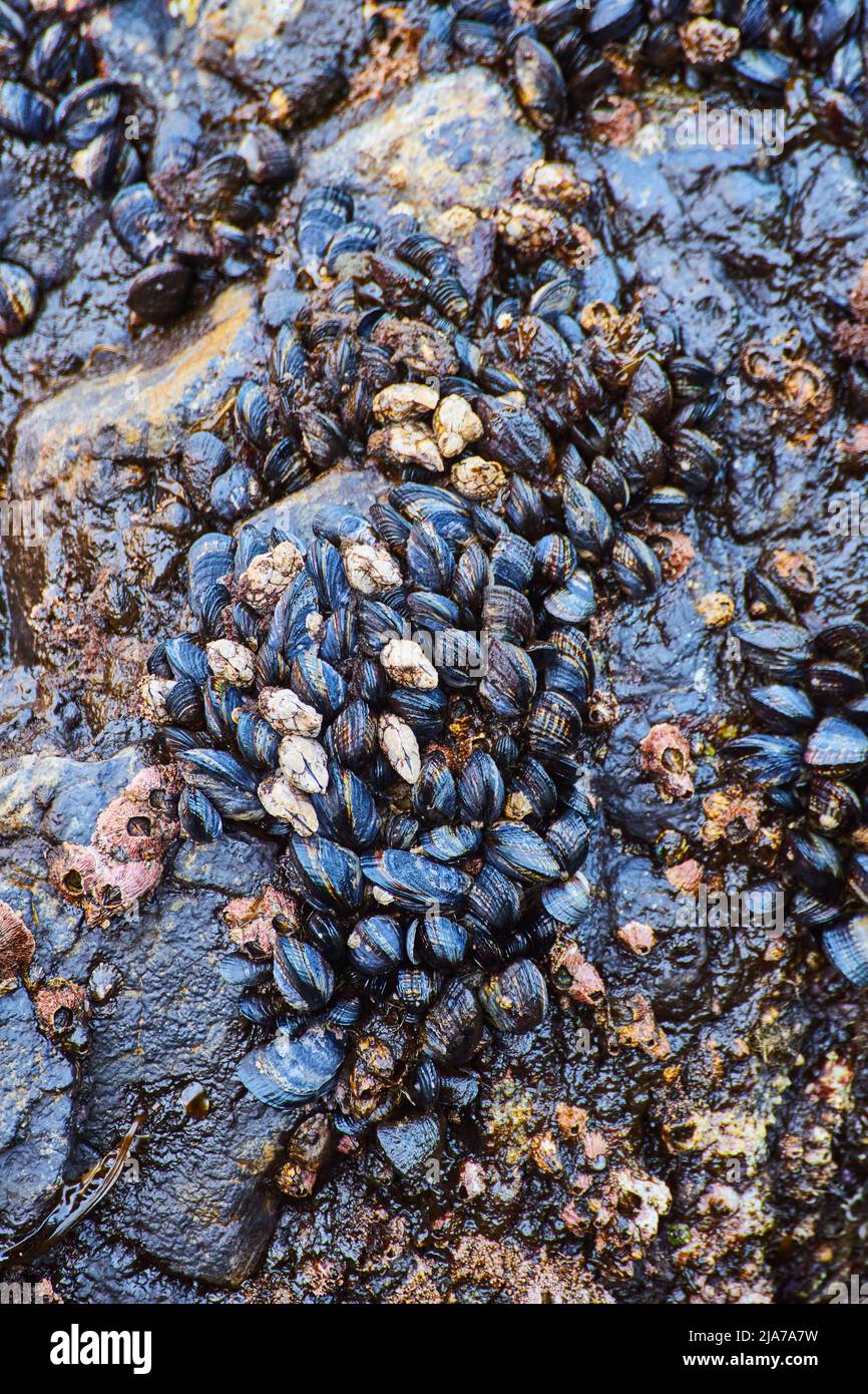 Détail des roches couvertes de centaines de moules Banque D'Images