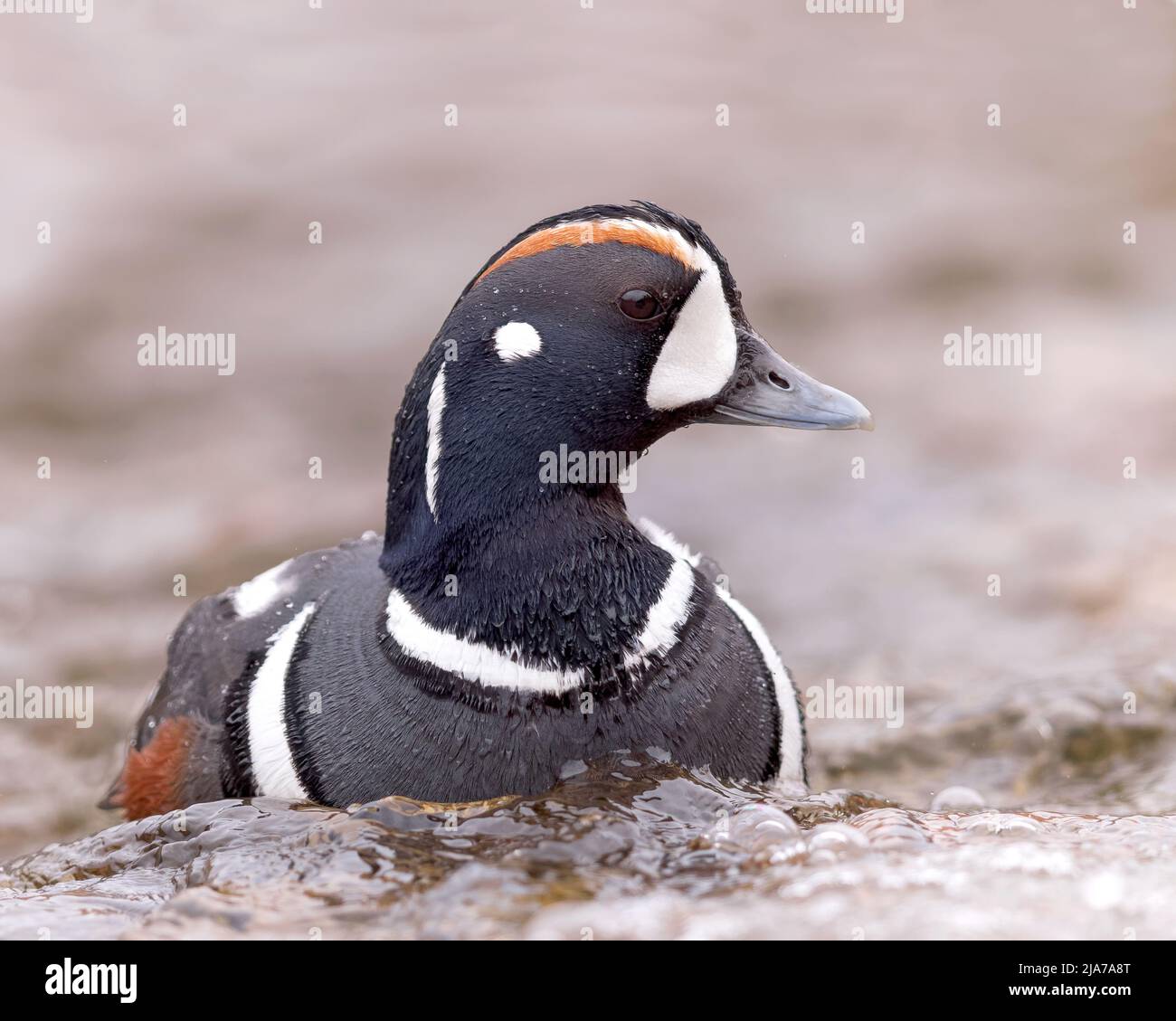 Un Arlequin Duck sur Torrey Creek près de Dubois, Wyoming Banque D'Images