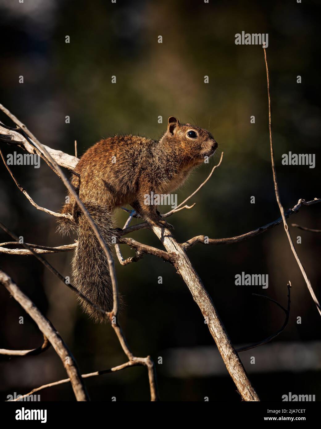 Écureuil rocheux (Otospermophilus variegatus) dans les montagnes de la Sal en Utah Banque D'Images