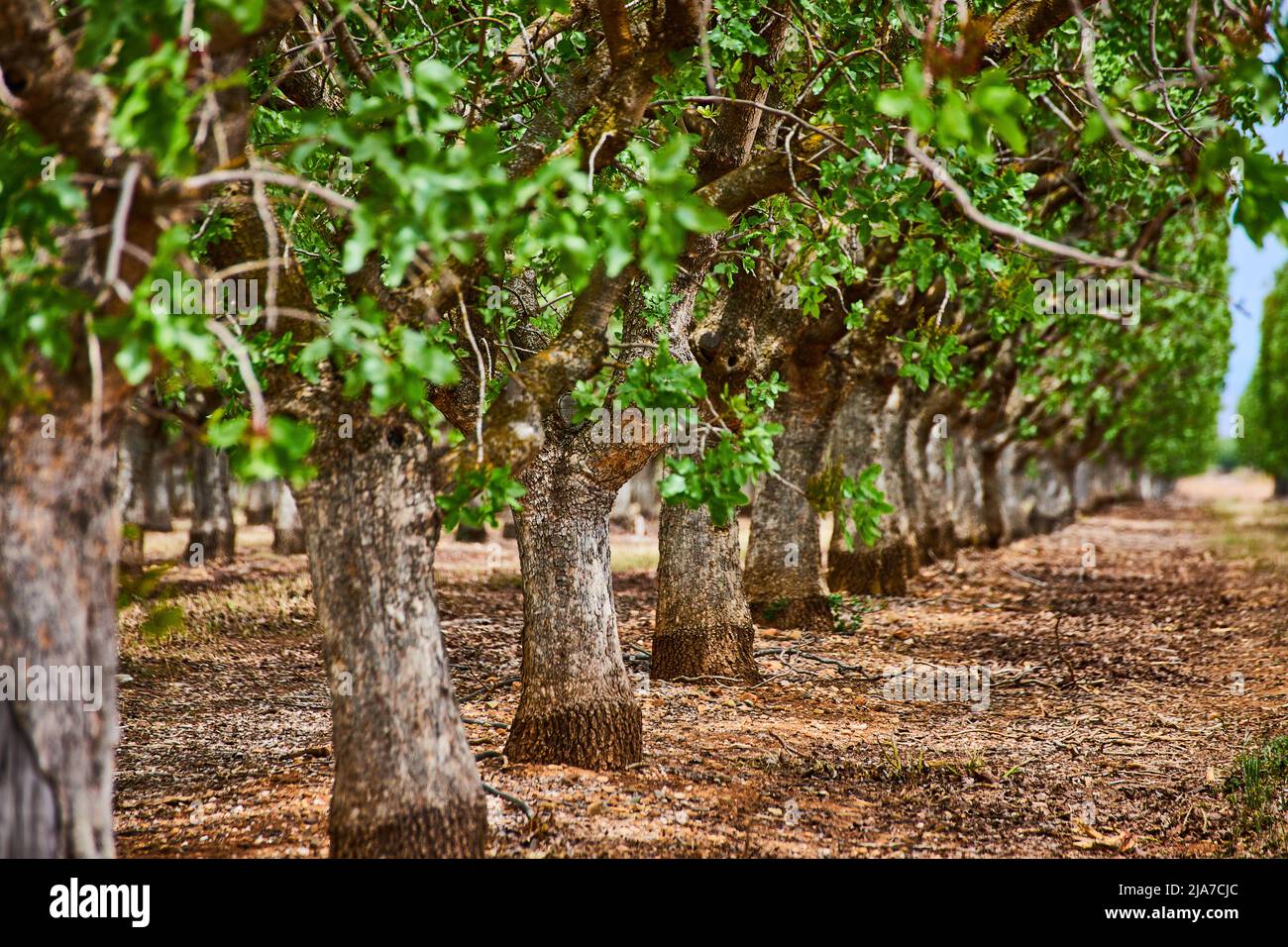 Détail du tronc d'arbre de ferme en amande au printemps Banque D'Images