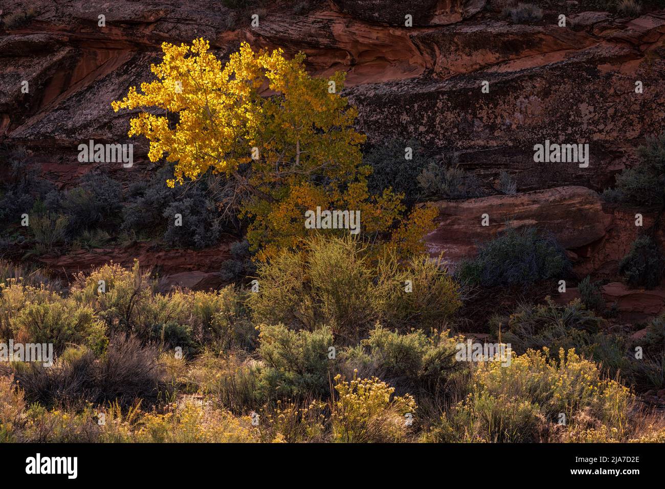 Coton jaune d'automne dans le parc national d'Arches Banque D'Images