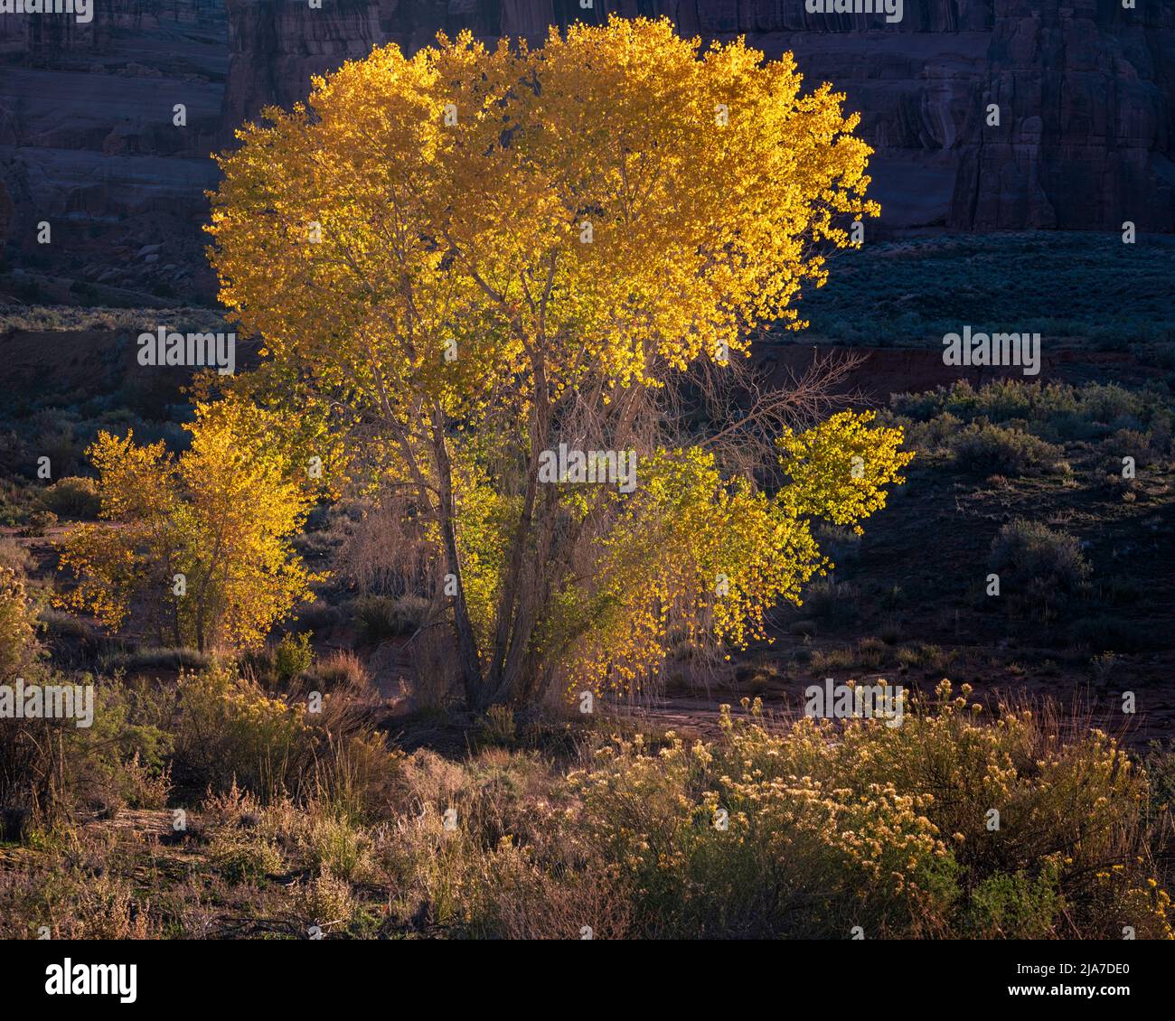 Coton jaune d'automne dans le parc national d'Arches Banque D'Images