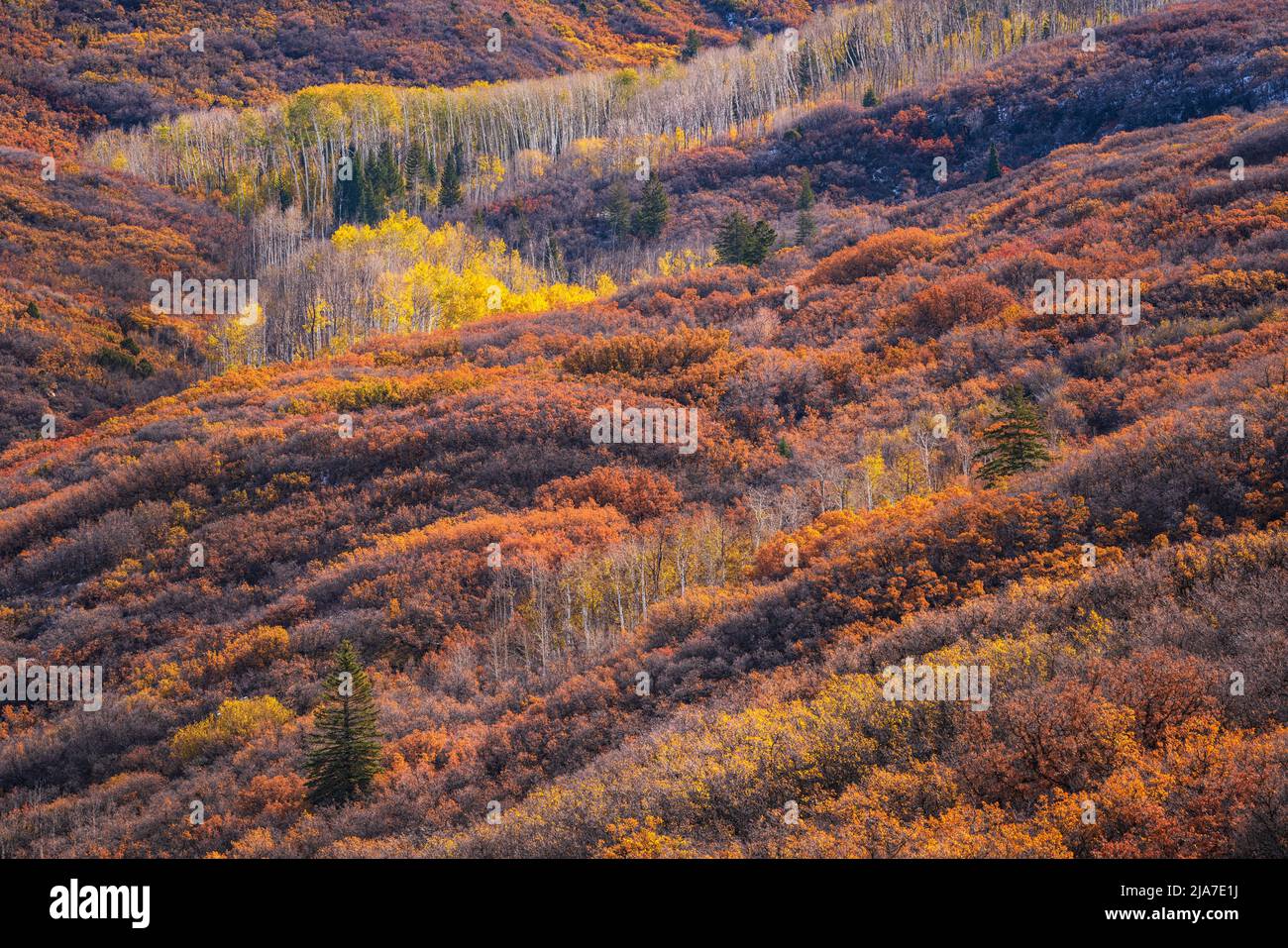 Couleur d'automne dans les montagnes de la Sal dans l'Utah Banque D'Images