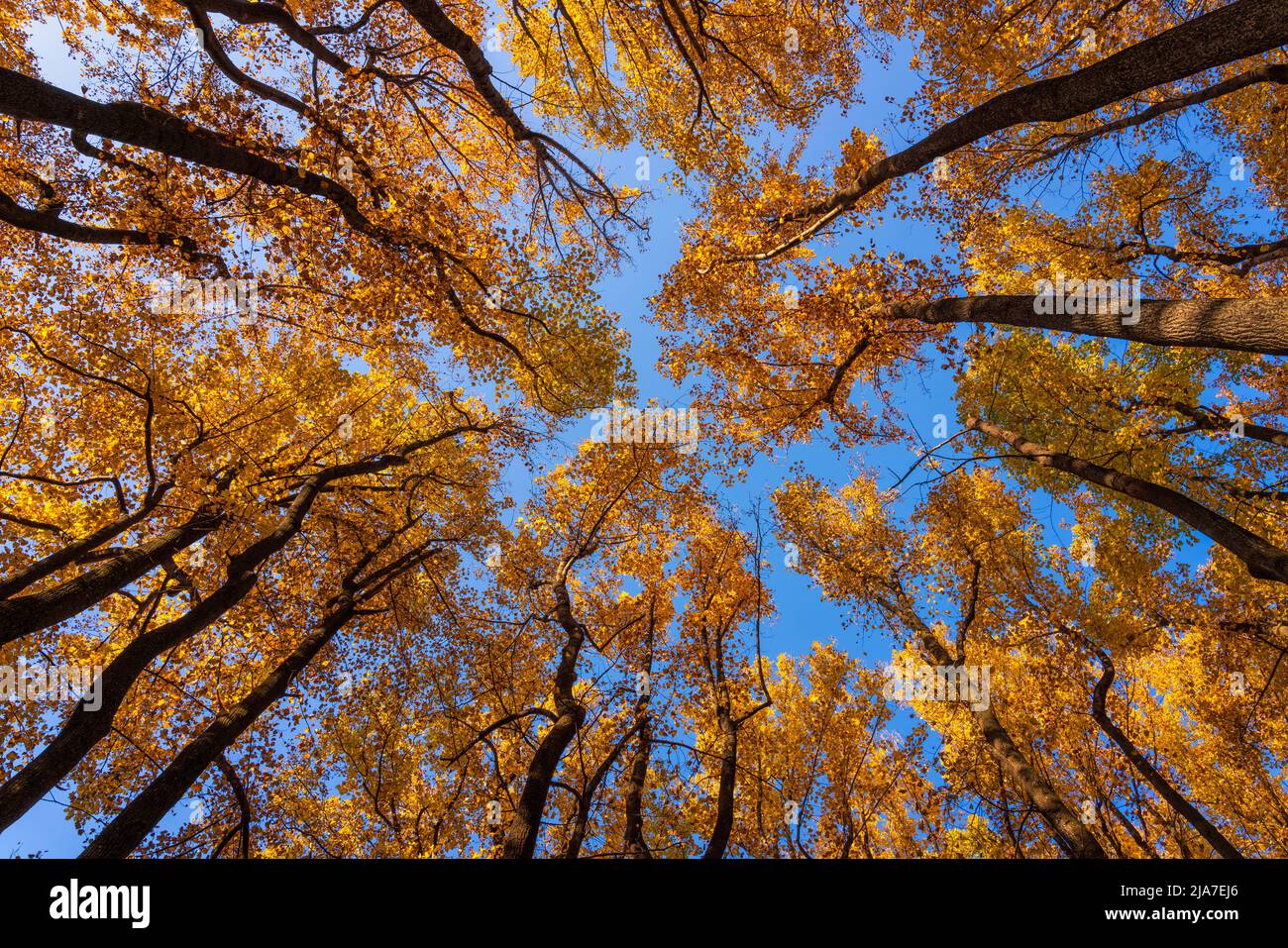 Chênes d'automne et ciel bleu dans le parc national de Shenandoah, Virginie Banque D'Images