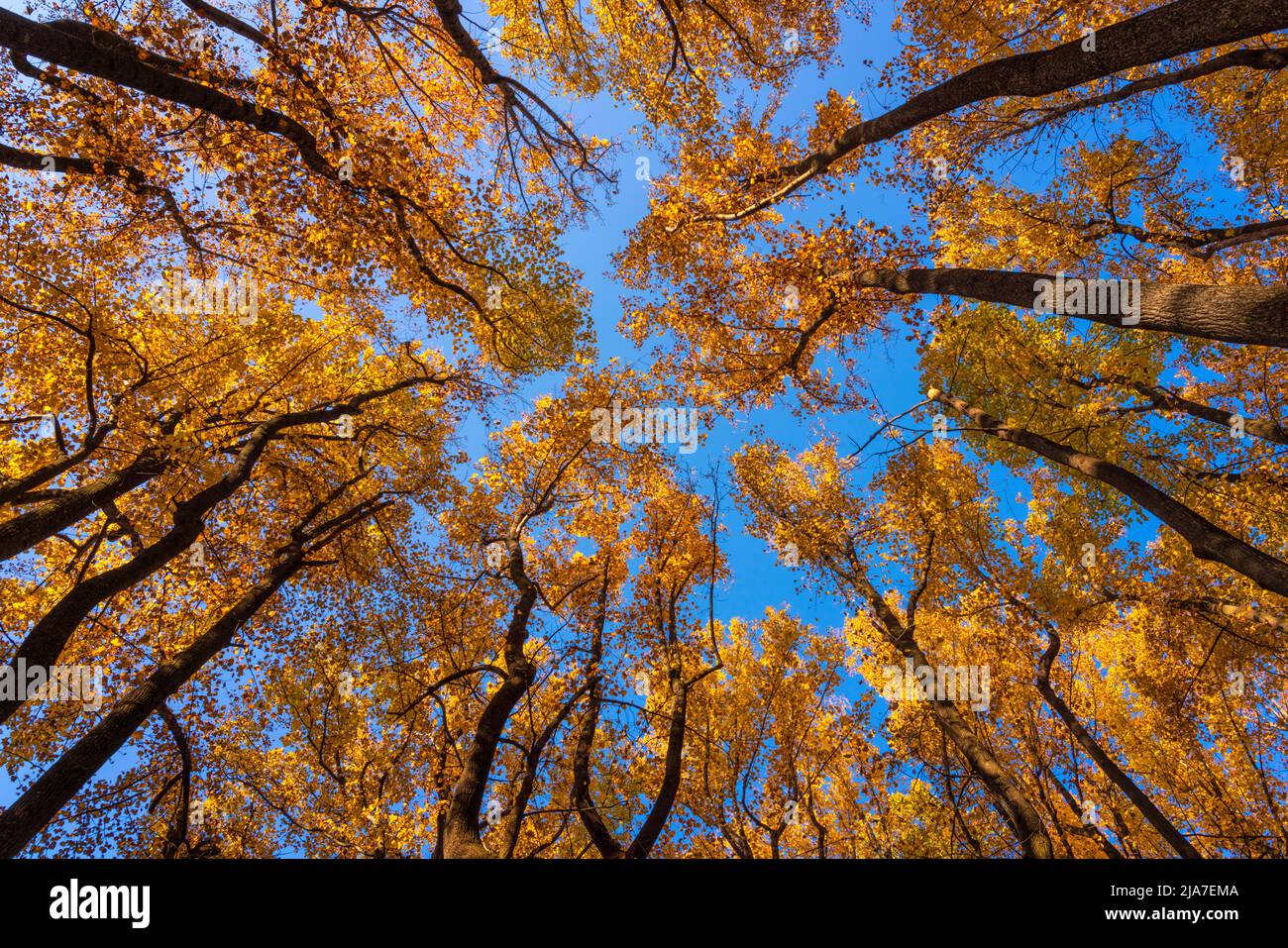 Chênes d'automne et ciel bleu dans le parc national de Shenandoah, Virginie Banque D'Images