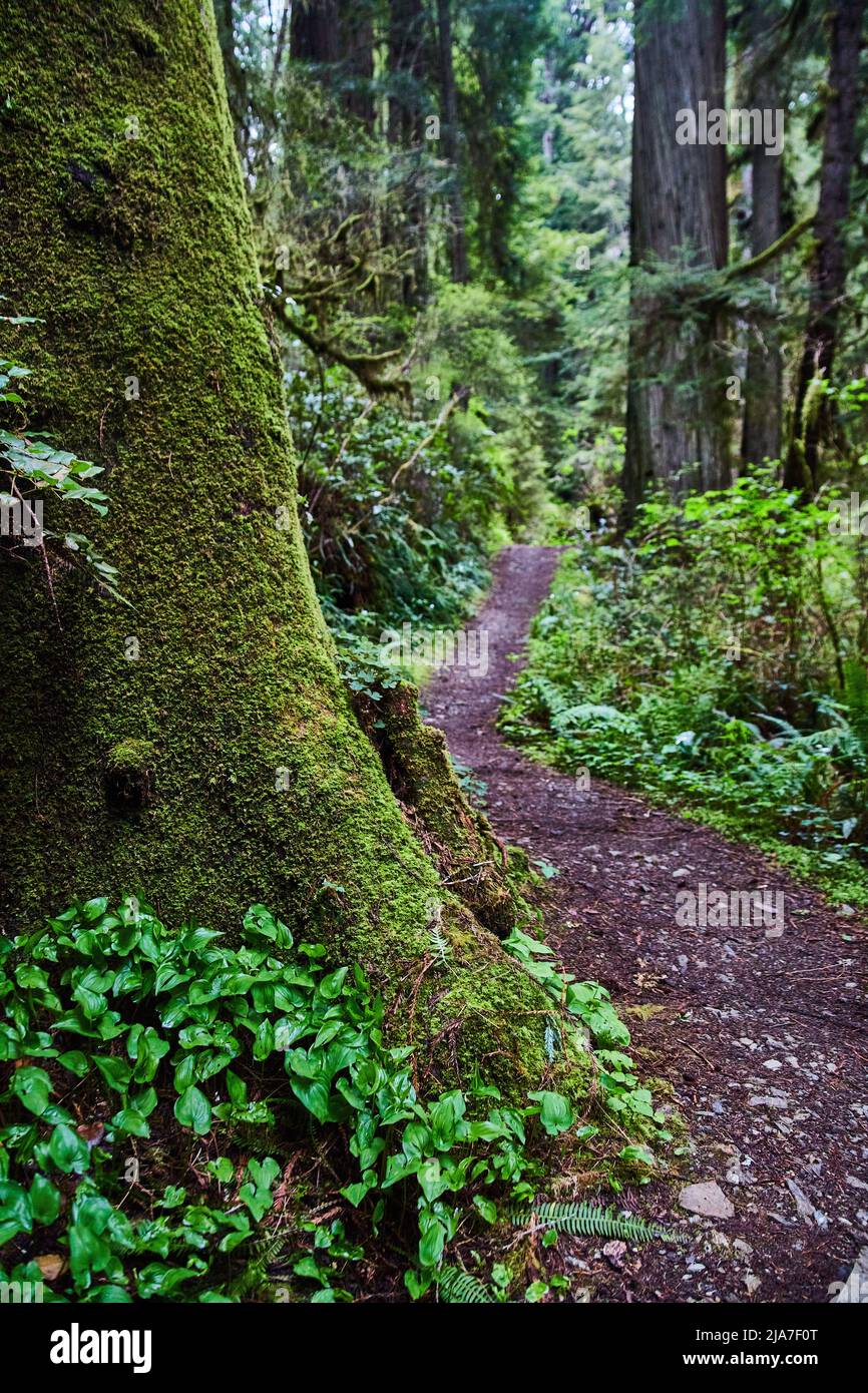 Sentier de randonnée en terre à côté de Redwoods entièrement recouvert de mousse Banque D'Images