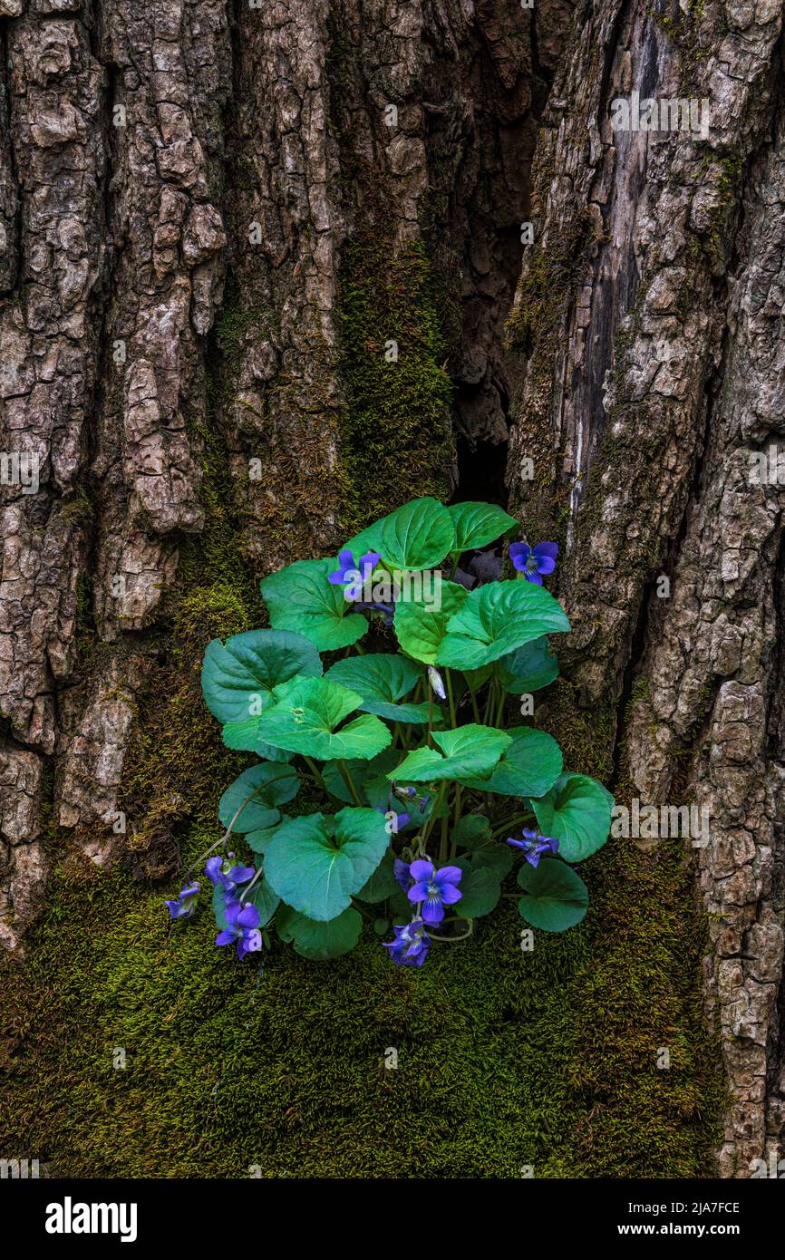 Commune Viola La violette bleue commune (Viola sororia) pousse dans le crook d'un ...