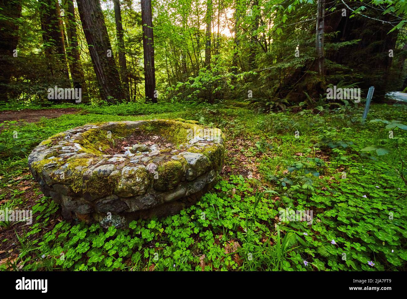 Ancienne cheminée en pierre dans un champ de clovers luxuriants et de forêt Banque D'Images