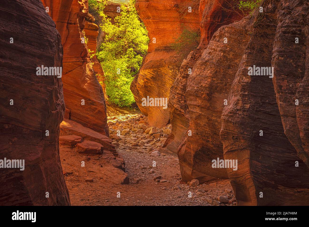 Des canyons de la fente se glose dans le parc national de Zion, Utah Banque D'Images
