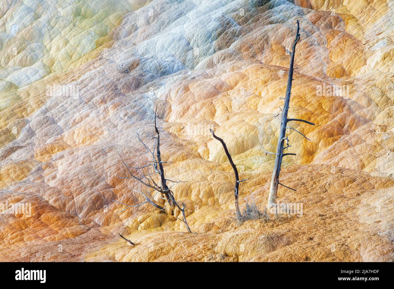 Des pins fantômes au milieu du travertin à Mammoth Springs dans le parc national de Yellowstone Banque D'Images