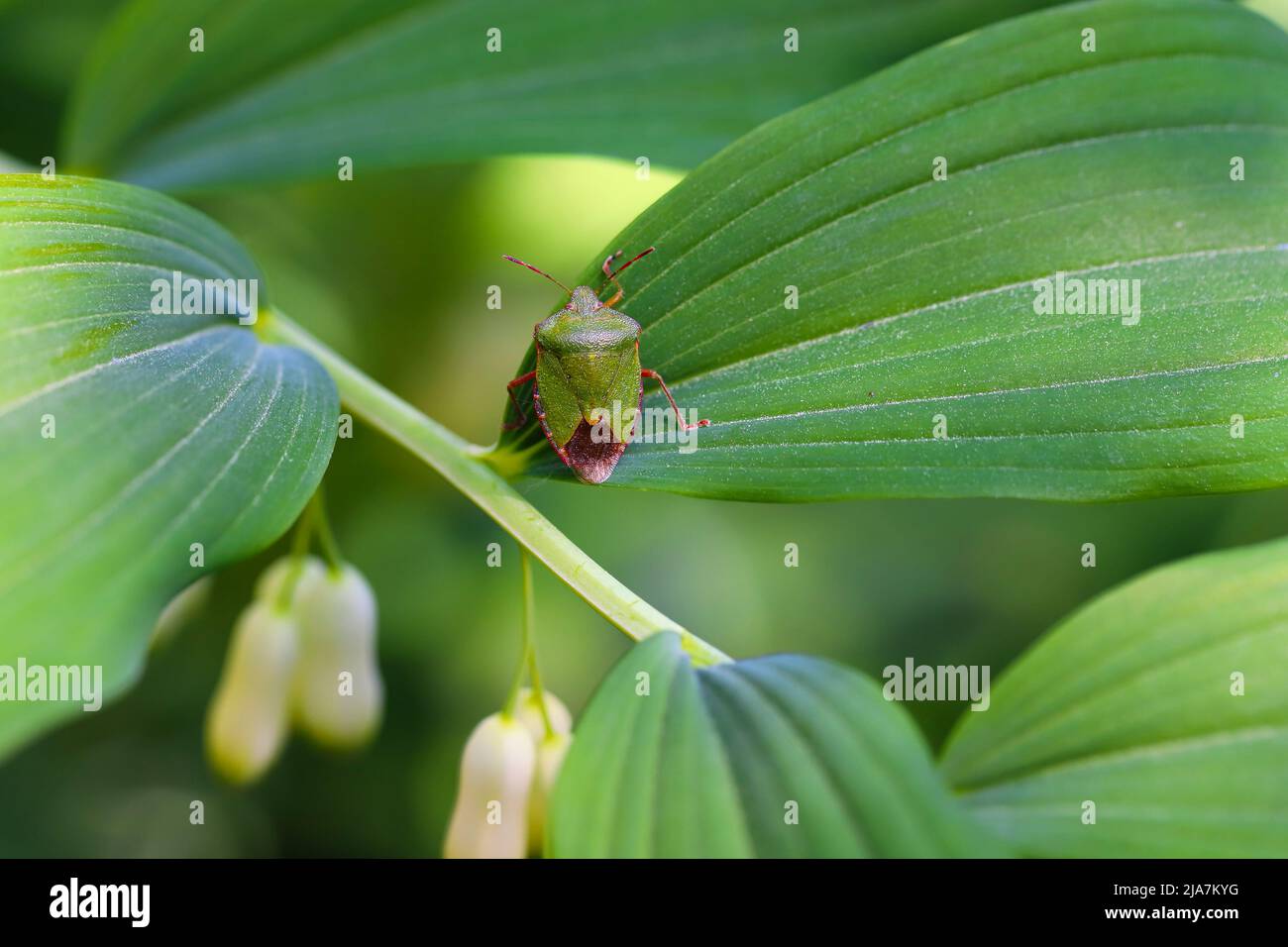 Blindage commun Bug ; Palomena prasina ; sur une feuille Banque D'Images