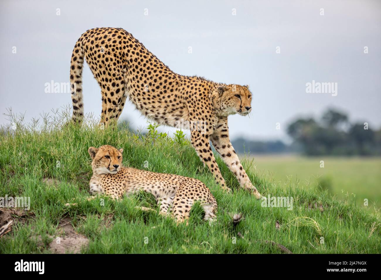 Cheetah dans la prairie du delta d'Okavango Banque D'Images