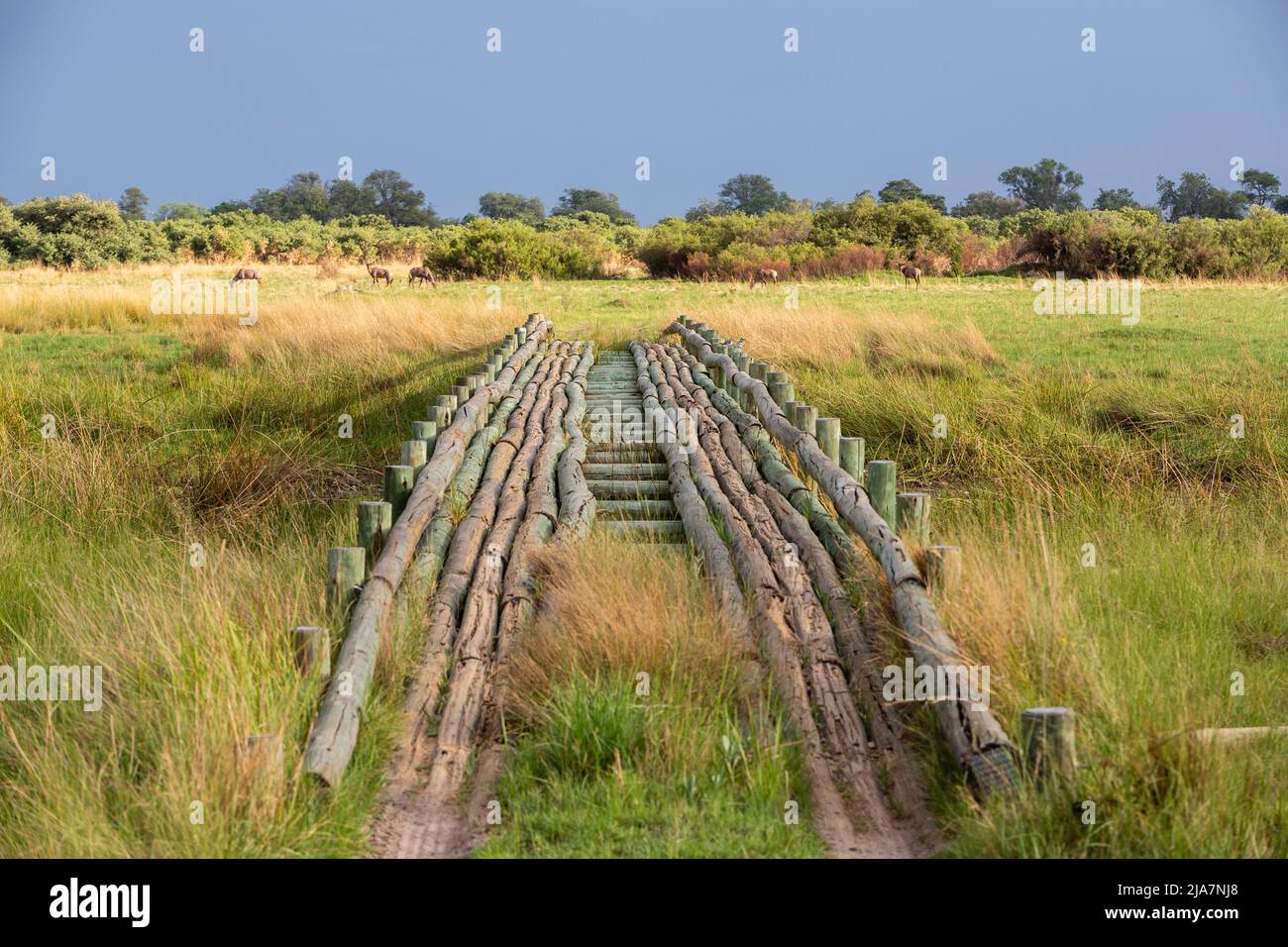 Pont Safari au-dessus du delta d'Okavango au Botswana dans la réserve de jeux de Moremi Banque D'Images