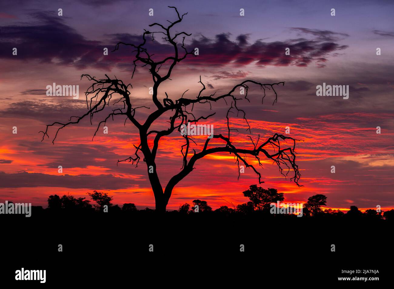 Lever du soleil sur le delta d'Okavango au Botswana Banque D'Images