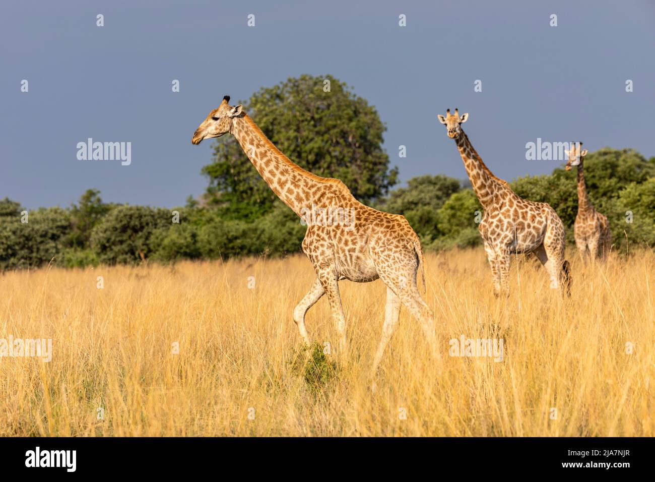 Girafe du sud de la prairie du delta de l'Okavango, Botswana Banque D'Images