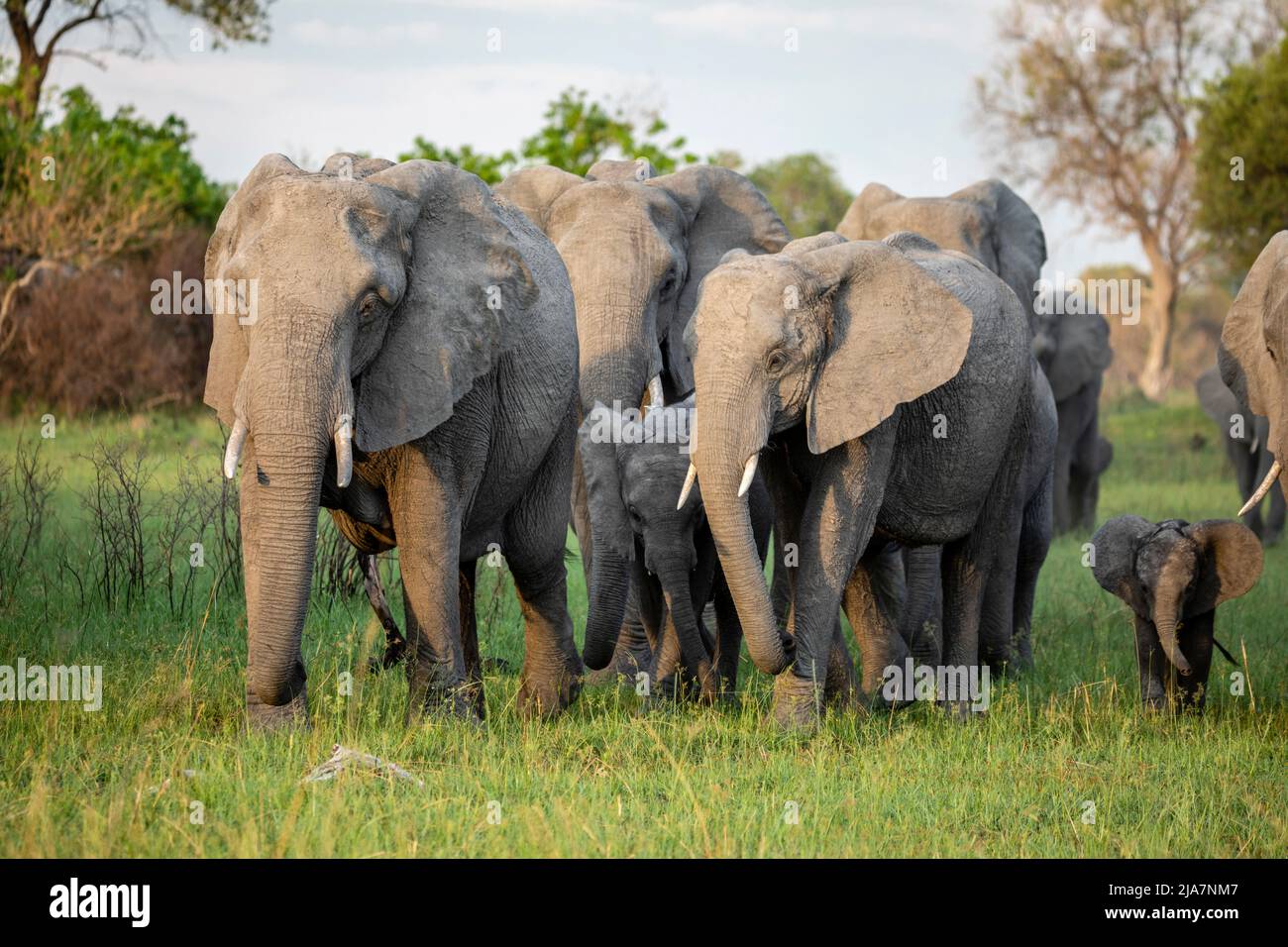 Éléphants de la prairie du delta de l'Okavango, Botswana Banque D'Images