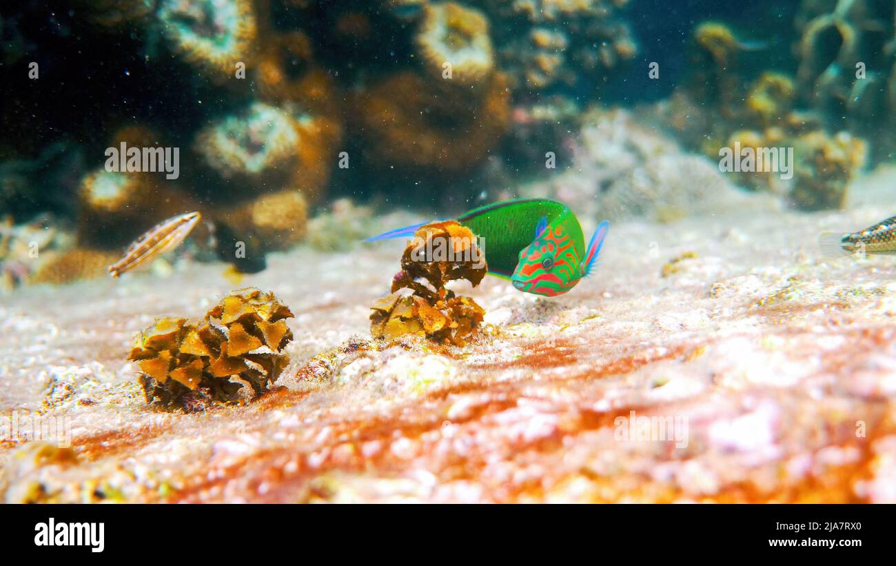 Photo sous-marine d'un magnifique coucher de soleil wrasse nageant parmi les récifs de corail dans la mer d'Andaman. Petits poissons de mer tropicaux en plongée libre ou plongée sous-marine tropicale Banque D'Images