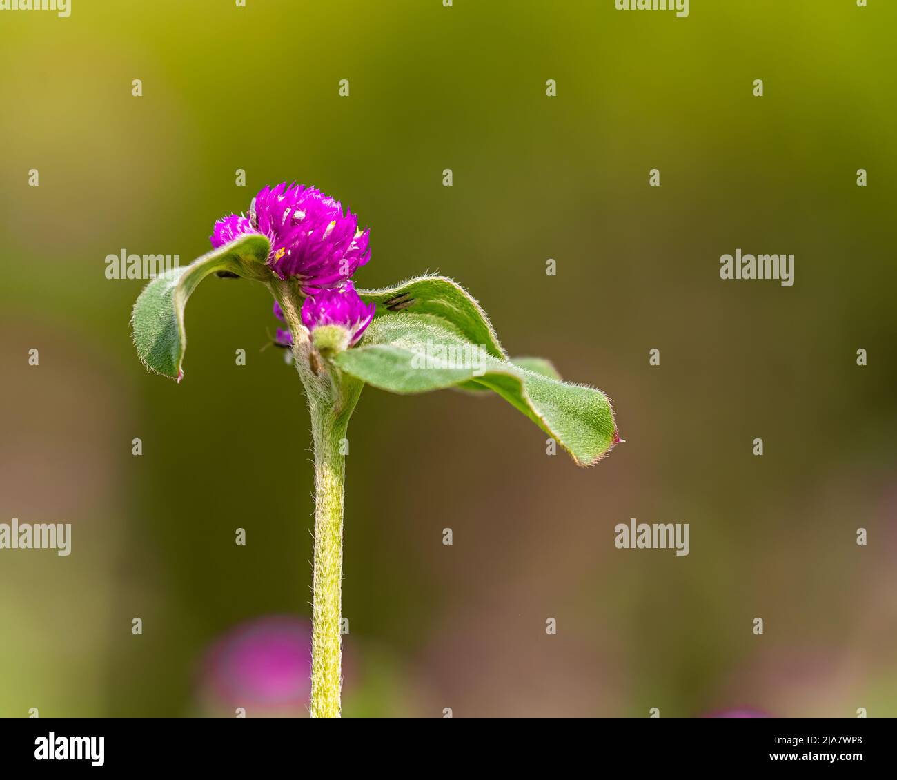 Une fleur de Gomphrena globosa dans le jardin Banque D'Images