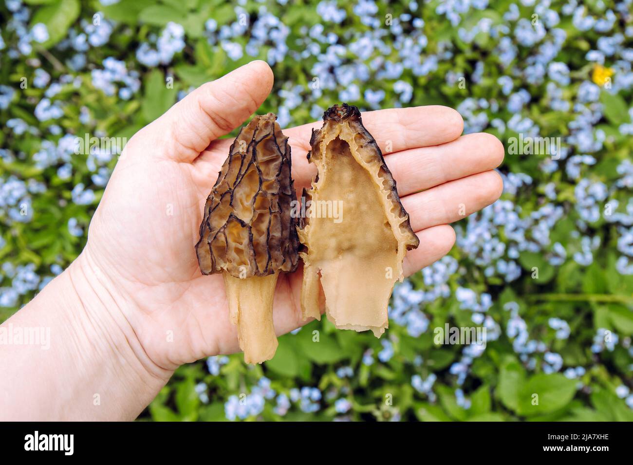 Personne main tenant et montrant comestible Morchella conica champignon sauvage appelé morel noir dehors au printemps. Entier et moitié. Banque D'Images