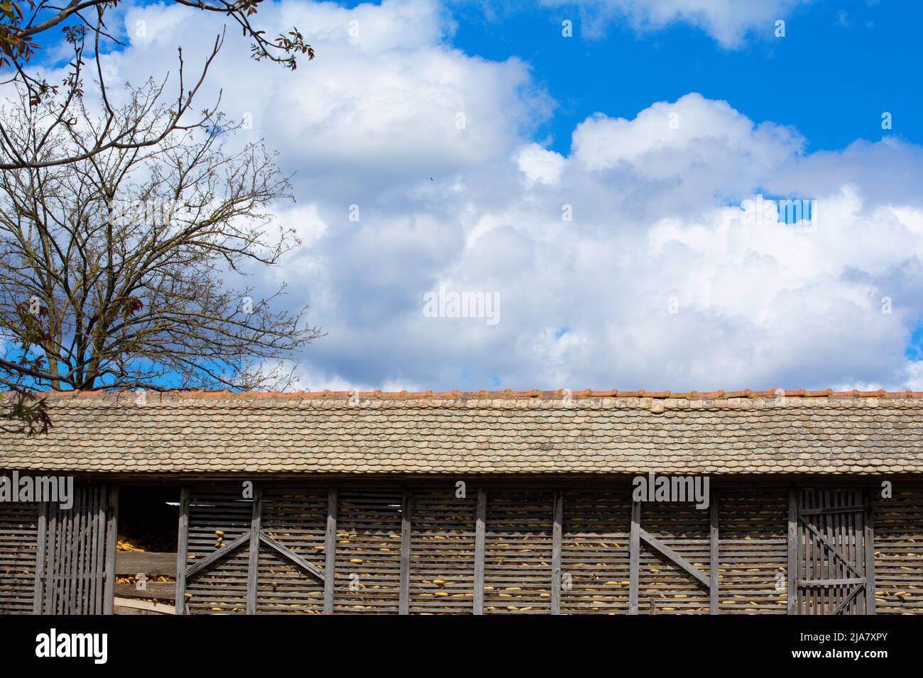 Un grand lit de maïs est plein d'épis mûrs de maïs contre un ciel bleu et de beaux nuages moelleux. Banque D'Images