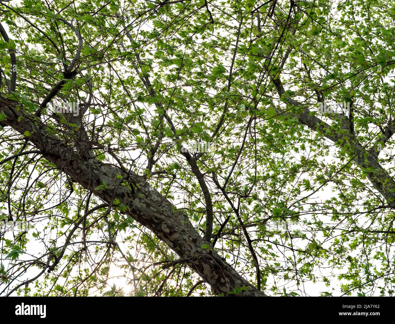 branches et feuilles de l'arbre sycamore sur fond blanc isolé Banque D'Images