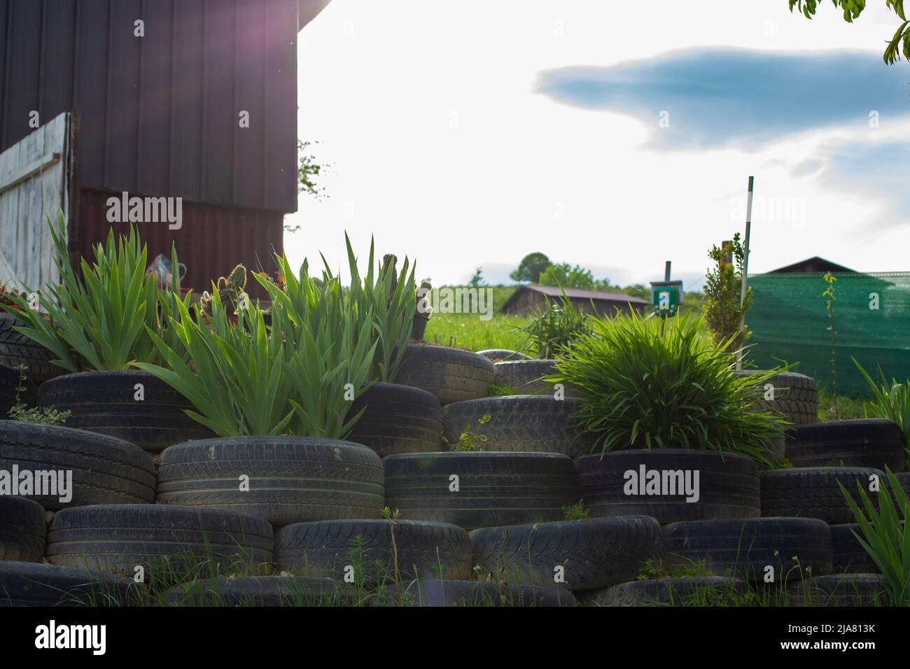 Mur de pneus de terre rammé, avec des plantes et de l'herbe, utilisé pour la consolidation de la colline ou de la fondation Banque D'Images