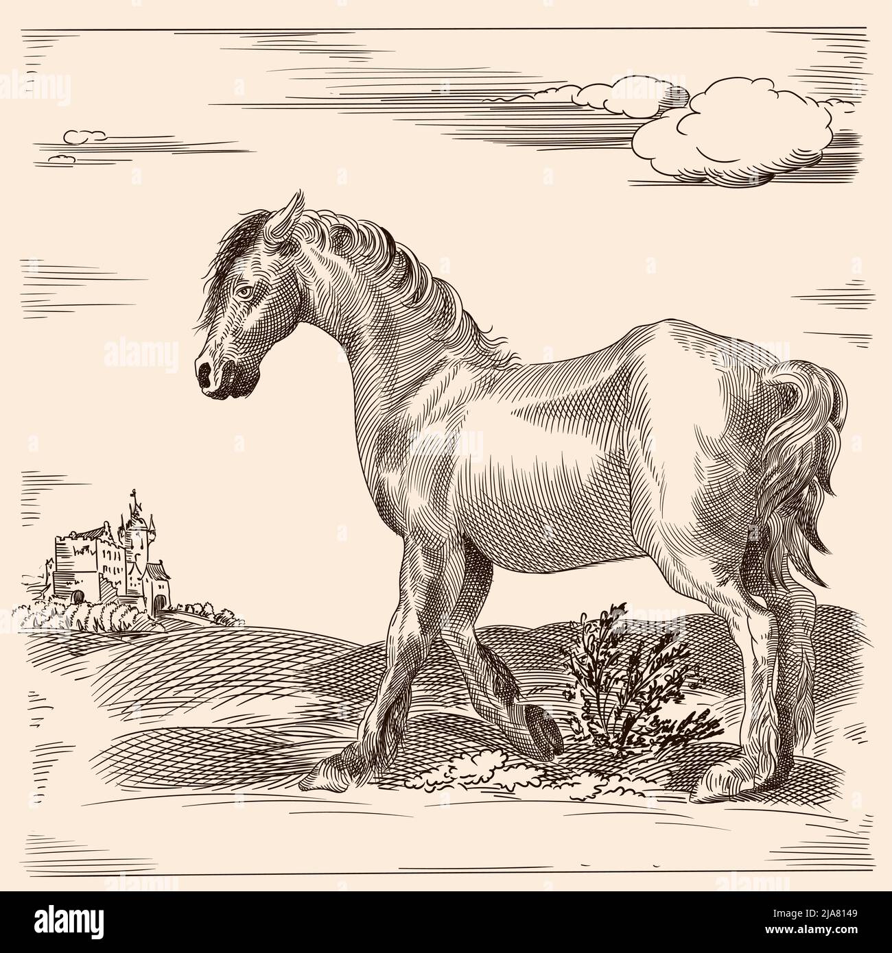 Un cheval mince sans selle. Image vectorielle d'une gravure médiévale sur fond beige. Illustration de Vecteur