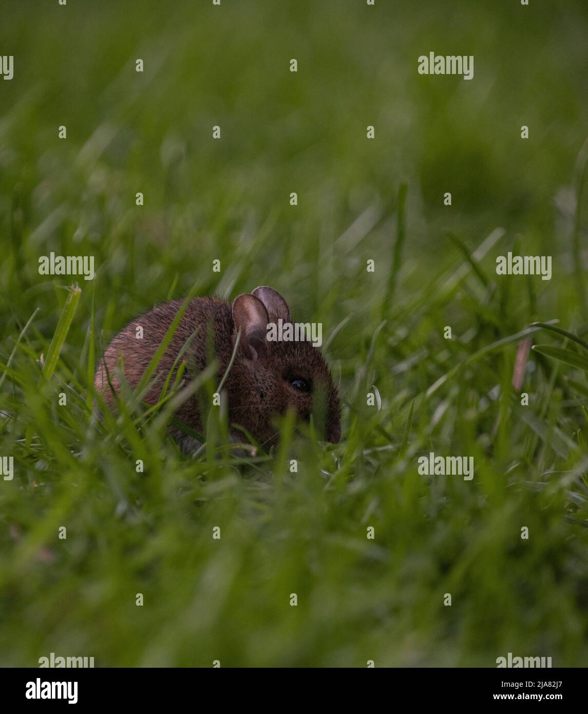 Souris à longue queue / à champ commun (apodemus sylvaticus), se cachant parmi les lames de l'herbe. Banque D'Images