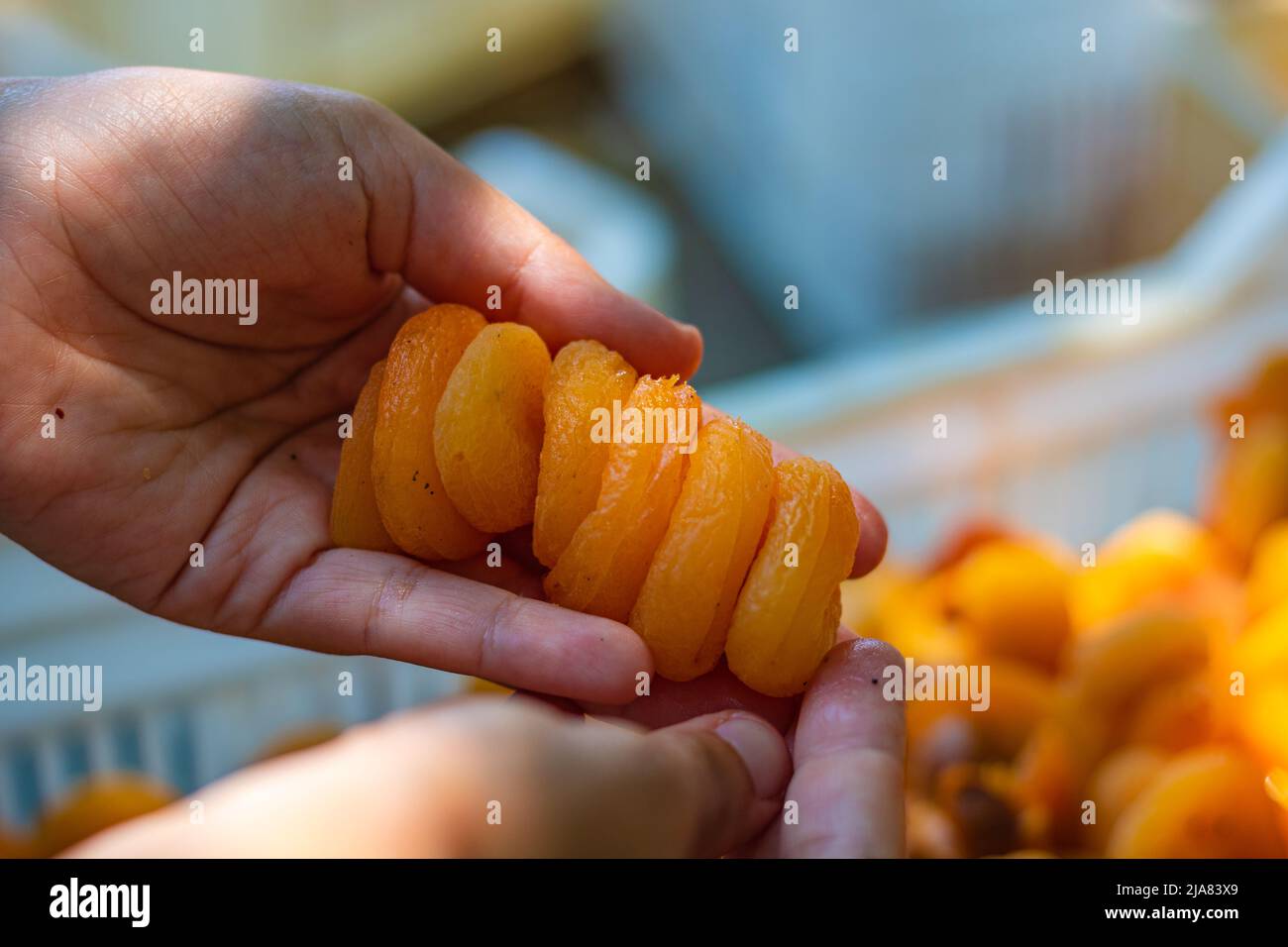Production d'abricots séchés. Femme tenant des abricots sur les mains. Production traditionnelle de fruits secs faits maison à Malatya Turquie. Banque D'Images