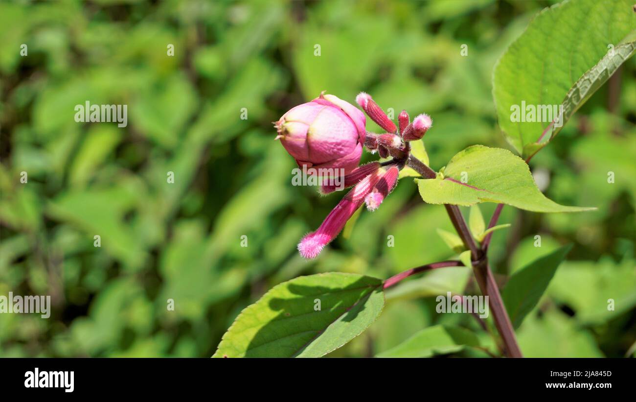 Belle fleur avec des bourgeons de Salvia involucrata également connu sous le nom de sauge à feuilles rosées. Tacheté dans les jardins botaniques du gouvernement ooty, Inde Banque D'Images