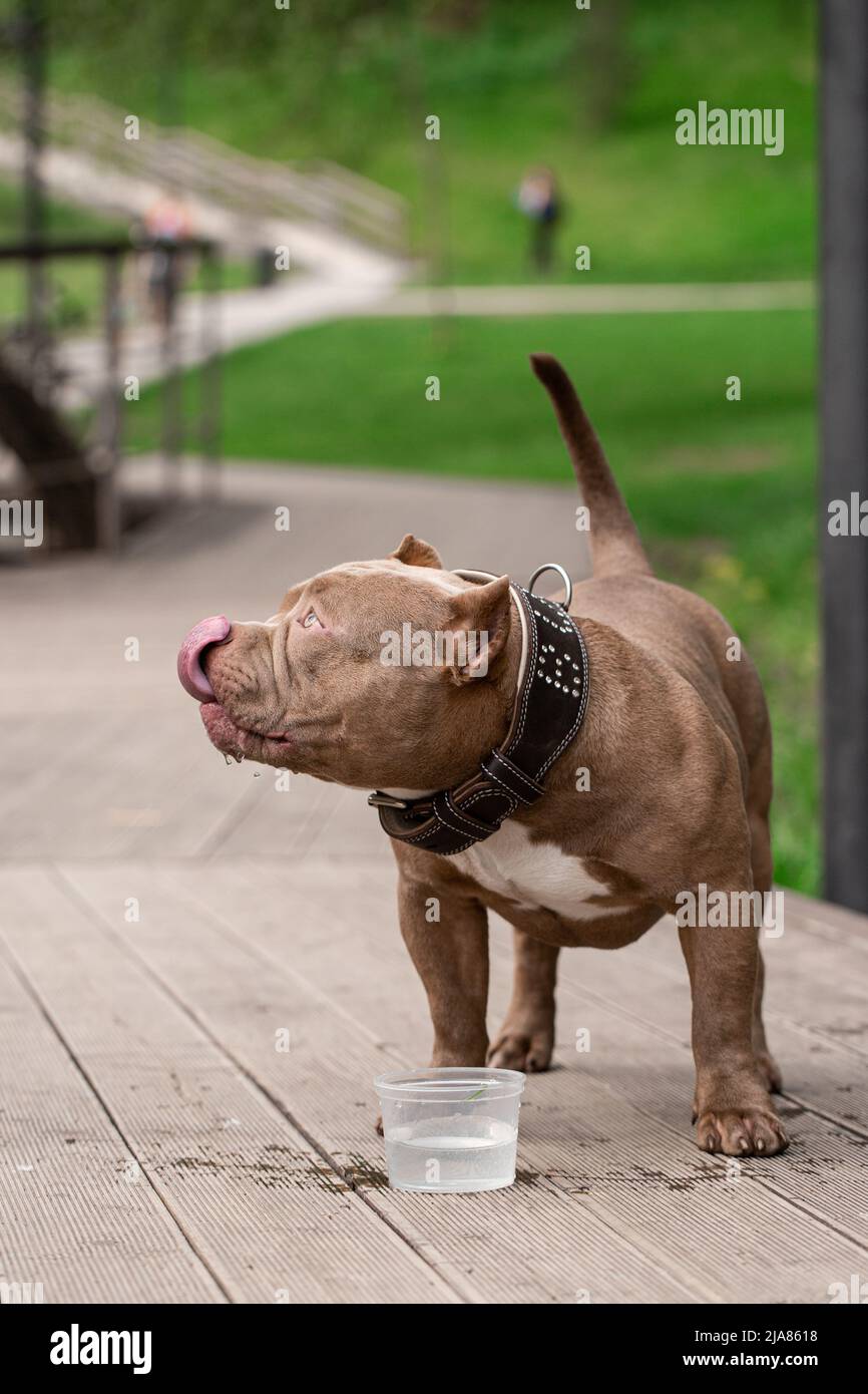 Un chien américain Bully boit de l'eau lors d'une promenade dans le parc. Un propriétaire attentionné prend de l'eau pour un animal de compagnie lors d'une journée chaude Banque D'Images