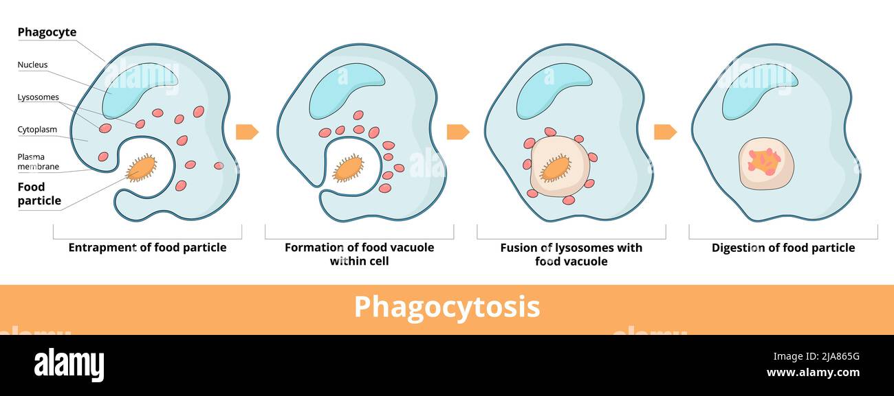 phagocytose en quatre étapes : piégeage de particules alimentaires, formation de vacuole alimentaire dans la cellule, fusion de vacuole et de lysosomes Illustration de Vecteur