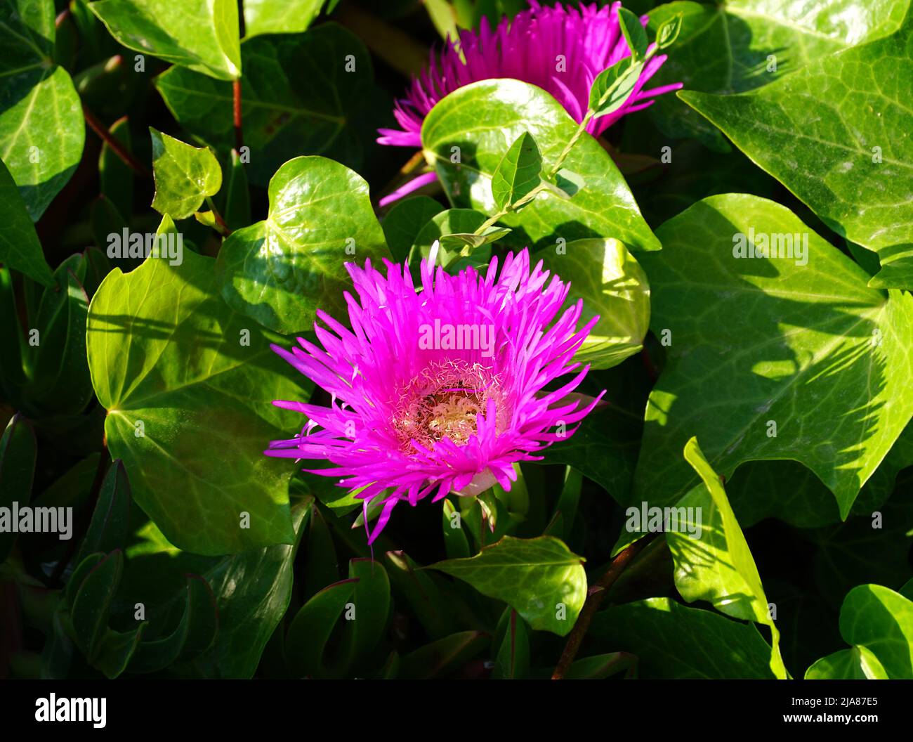Fleur rose de Delosperma cooperi plante entre les feuilles de lierre verte sur sunbeam Banque D'Images