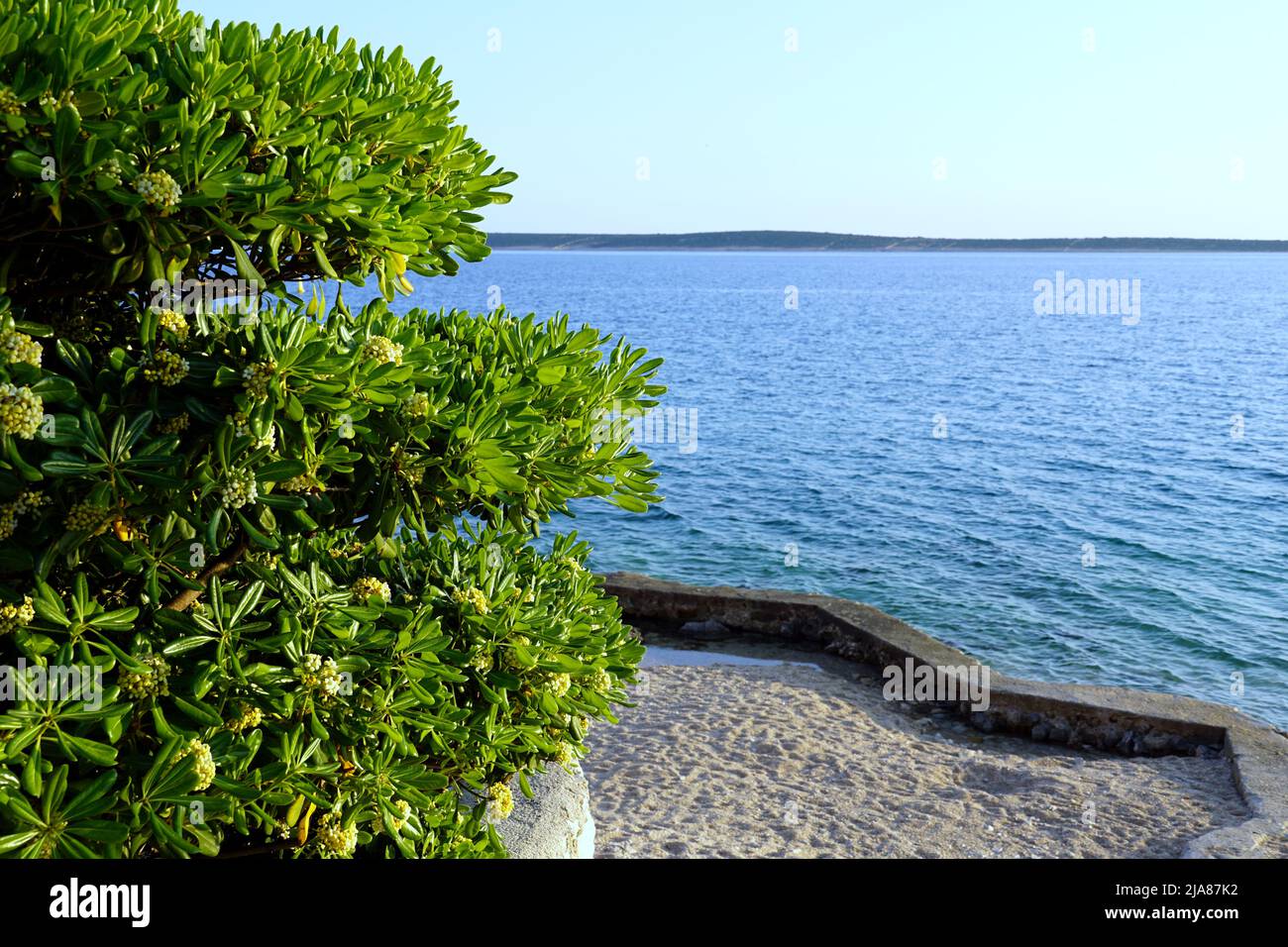 Arbuste vert à fleurs méditerranéennes Pittosporum tobira en face d'une plage de galets Banque D'Images