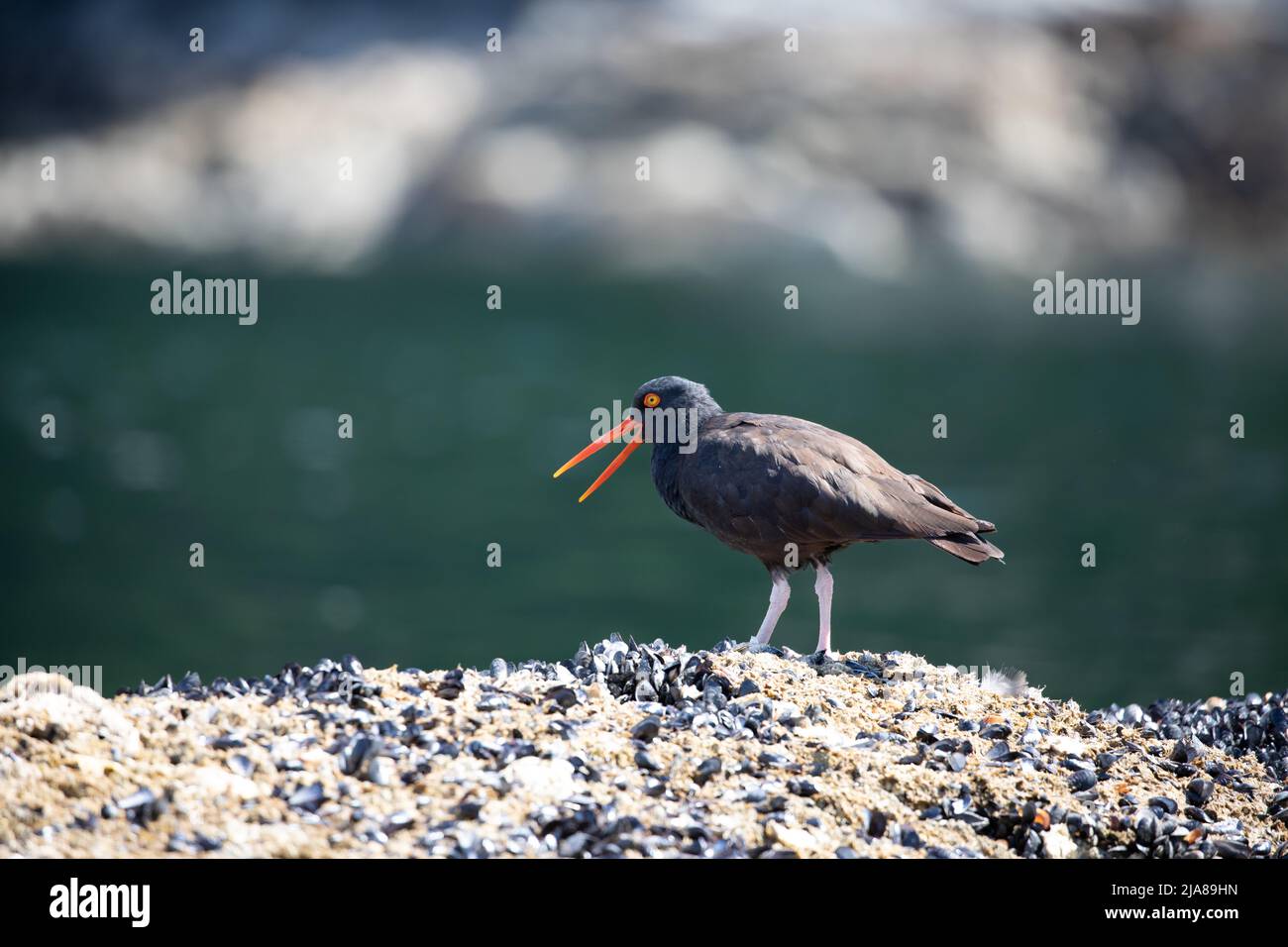 Oystercatcher noir avec bec ouvert et marche sur une roche couverte de coquillages avec de l'eau en arrière-plan, près de Ballet Bay, Sunshine Coast (Colombie-Britannique) Banque D'Images