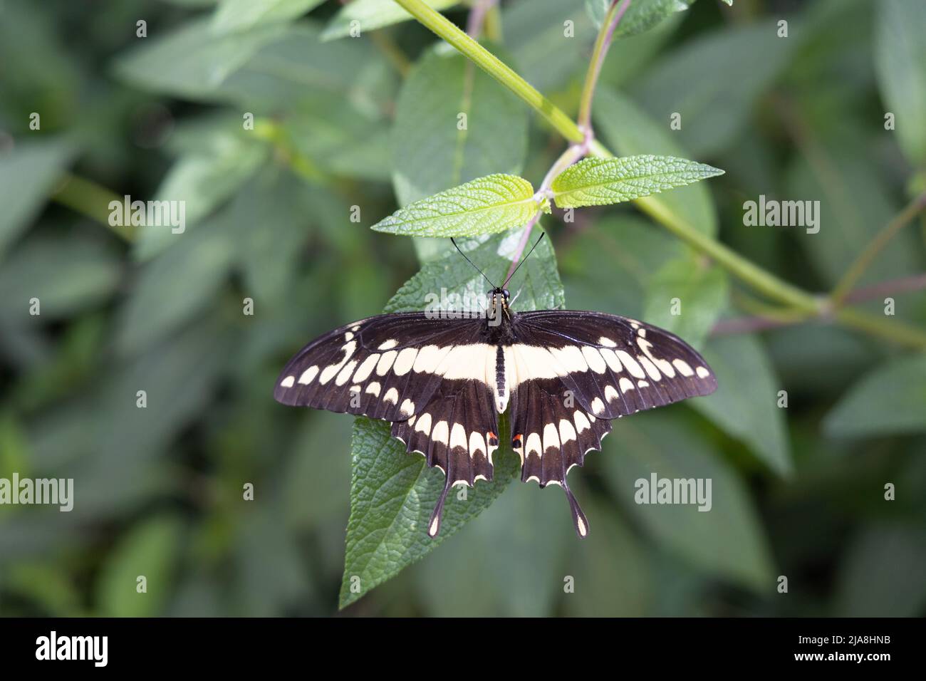 Butterfly sitting on a leaf Banque D'Images