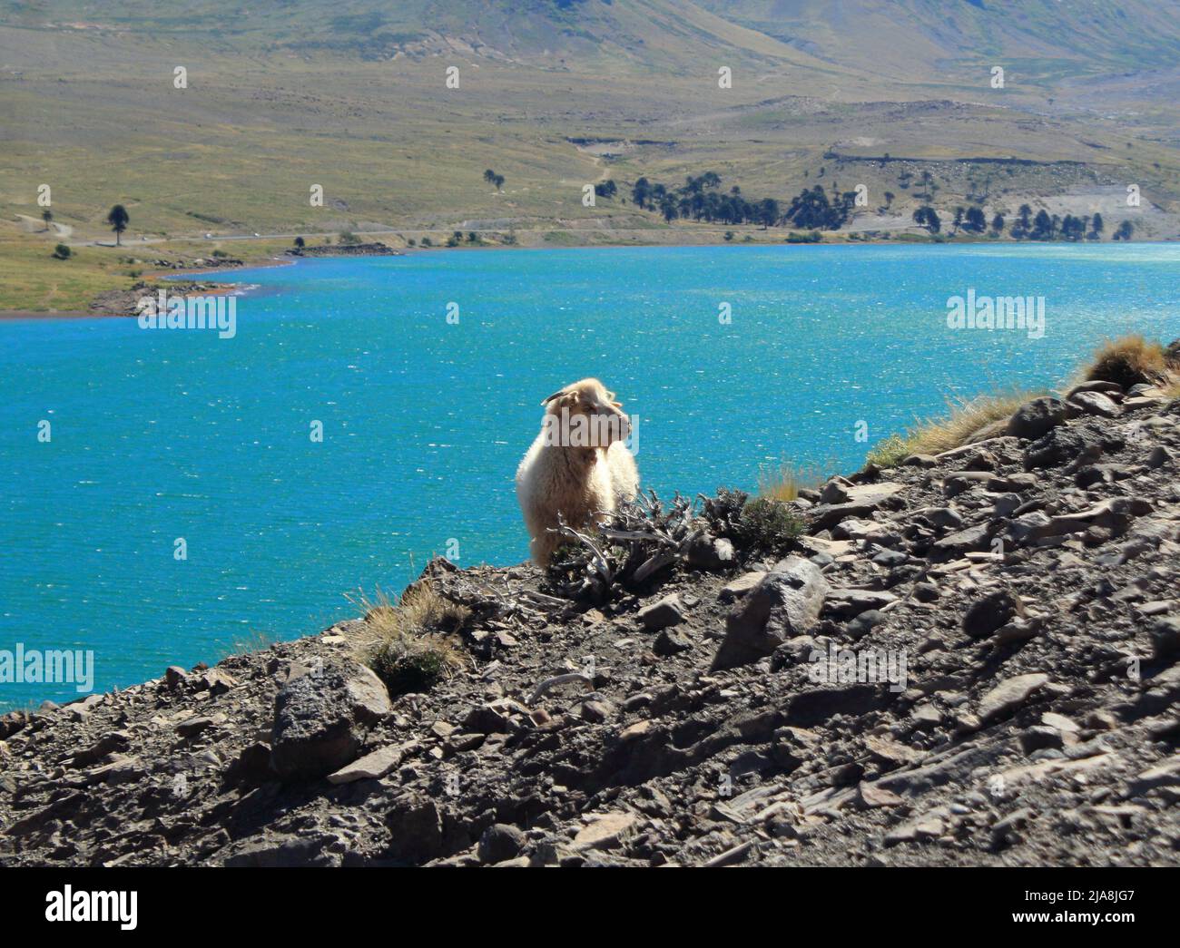 Oveja sola con lago azul de fondo Banque D'Images