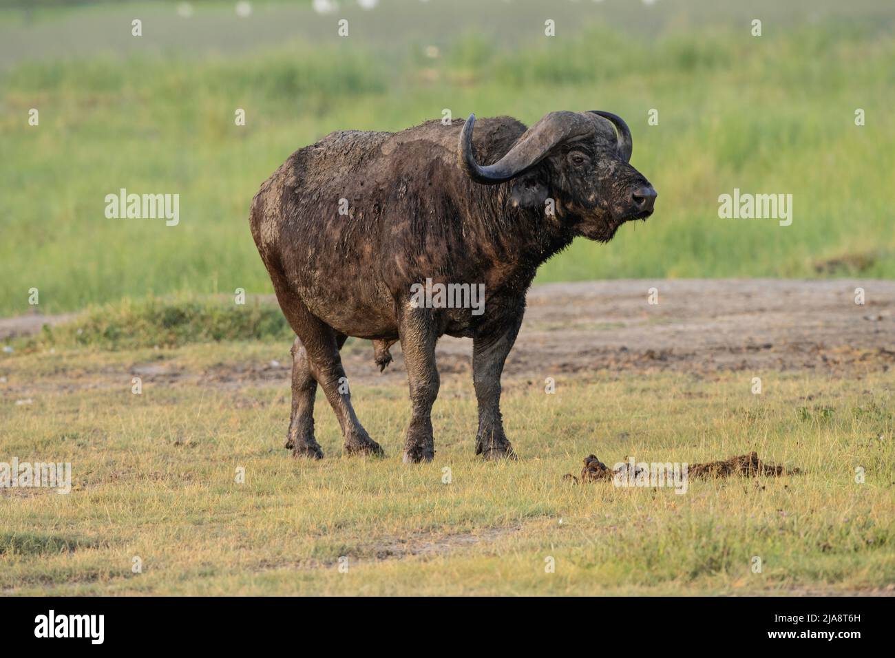 Cape Buffalo Bull, cratère de Ngorongoro Banque D'Images
