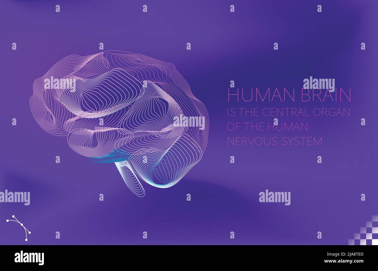 art vectoriel d'un cerveau cérébelleux organe vue latérale bioscience et soins de santé Illustration de Vecteur