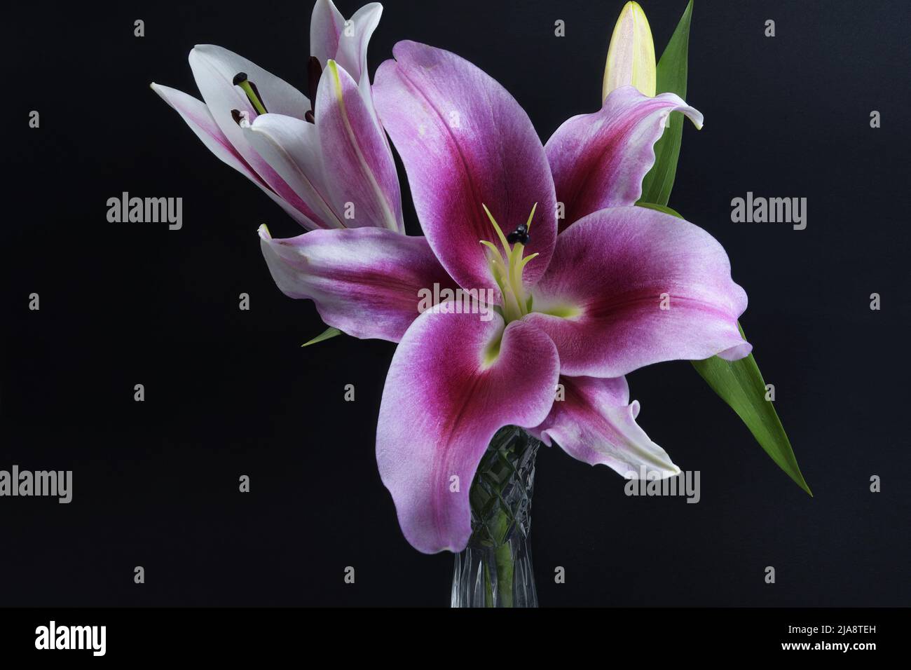 Violet vif, rose et blanc trompette orientale Lily gros plan sur fond noir dans un vase en cristal. Beauté dans l'image de la nature. Banque D'Images