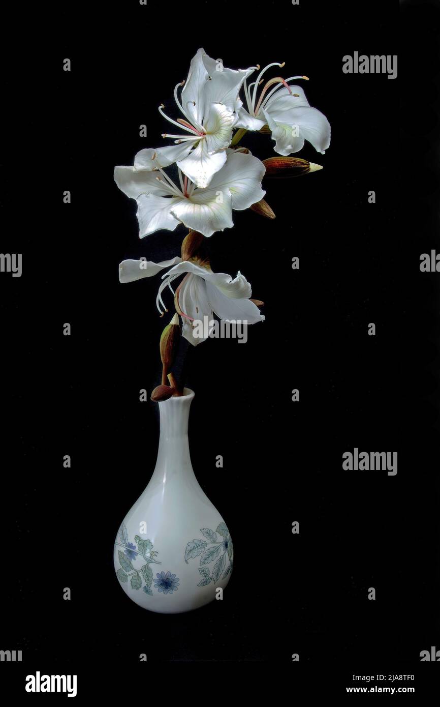 Belle Orchid blanc fleurs d'arbre (Bauhinia Variegata Alba) fleurs fraîches gros plan dans un vase en céramique décoratif isolé sur un backgrou de couleur noire Banque D'Images