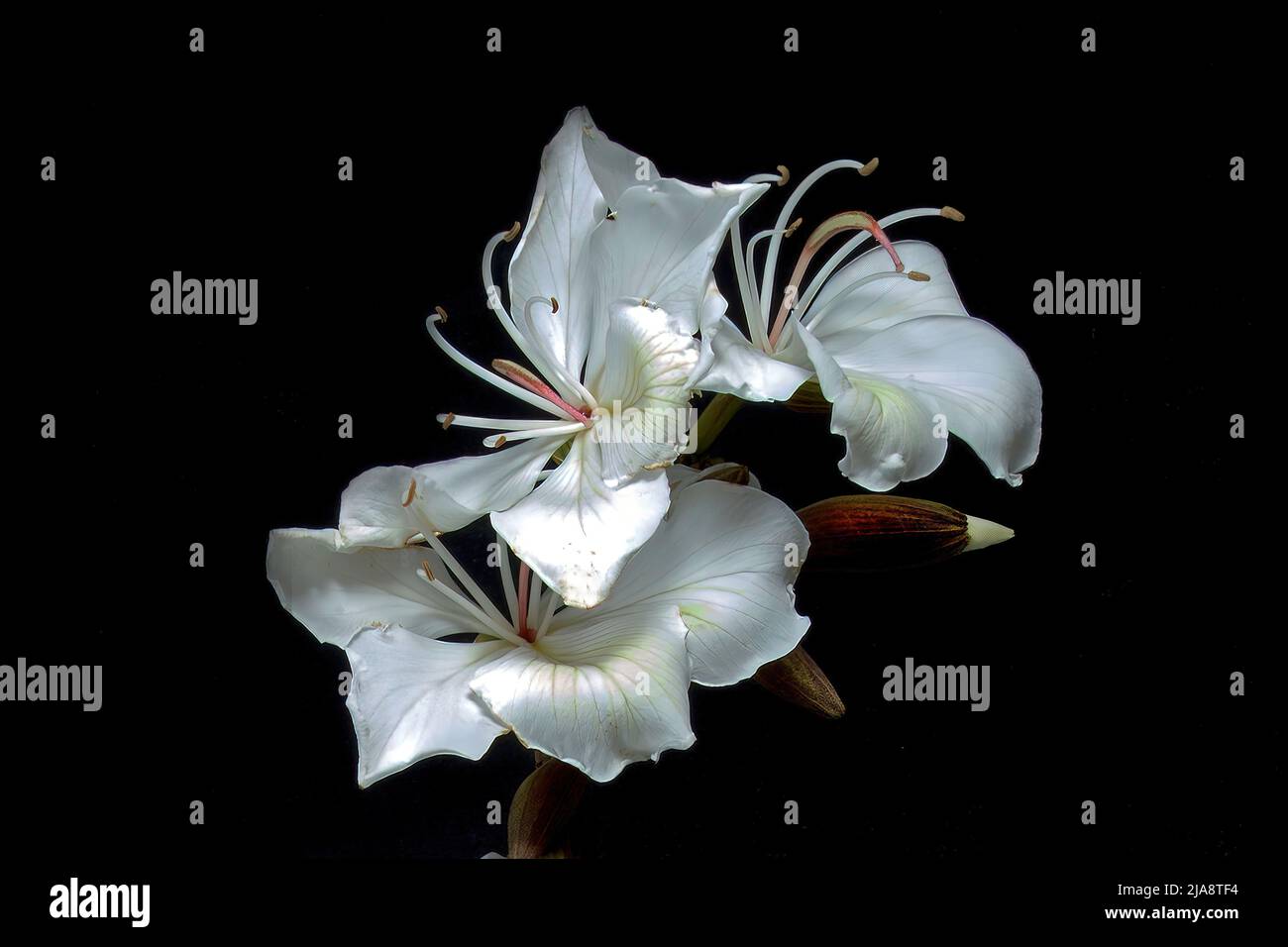 Fleurs spectaculaires d'arbres à orchidées blanches (Bauhinia Variegata Alba) fleurs fraîches isolées sur fond noir. Décoration murale IMA Banque D'Images