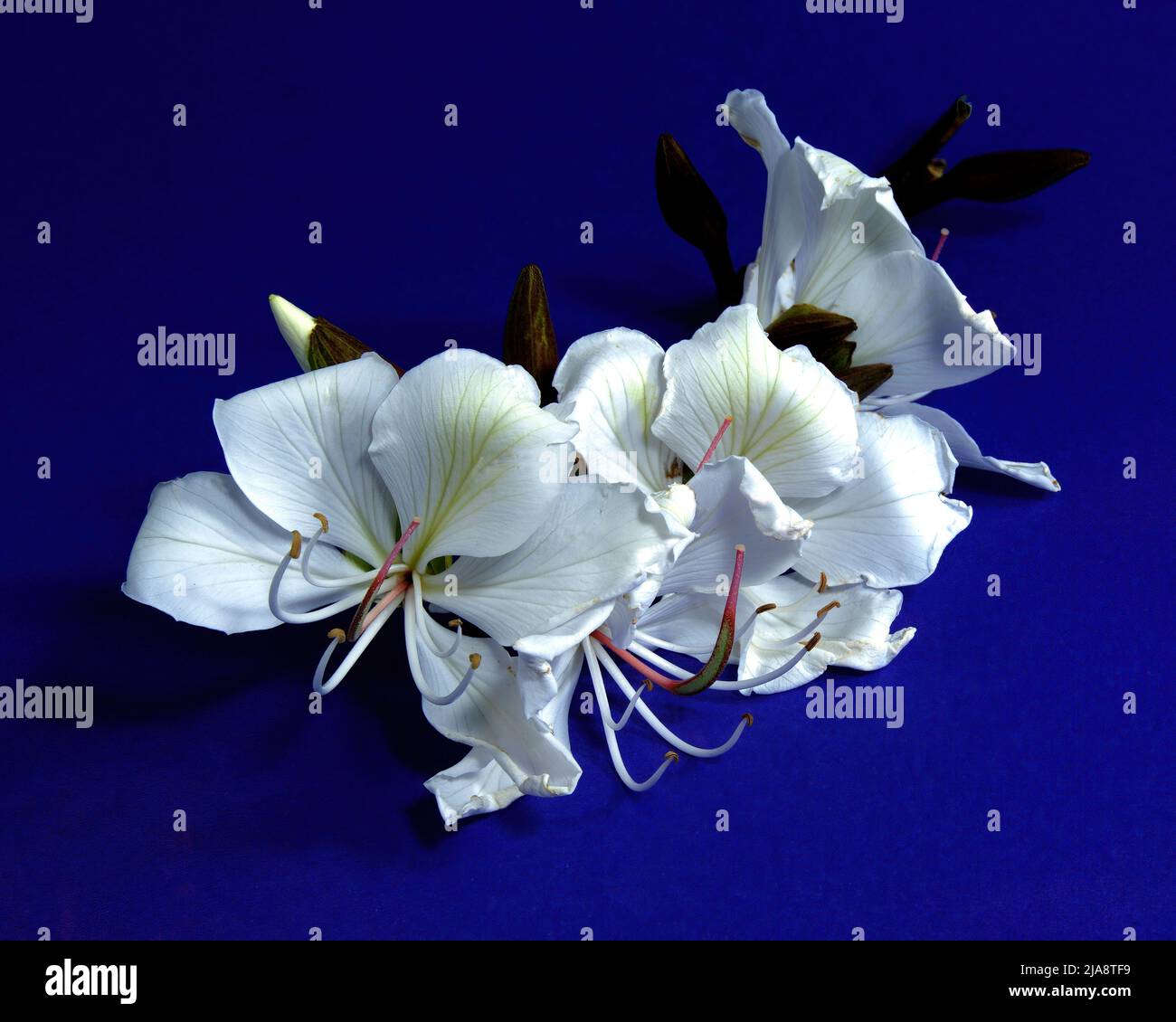 Fleurs spectaculaires d'arbres à orchidées blanches (Bauhinia Variegata Alba) fleurs fraîches isolées sur fond violet. Art mural décoratif im Banque D'Images