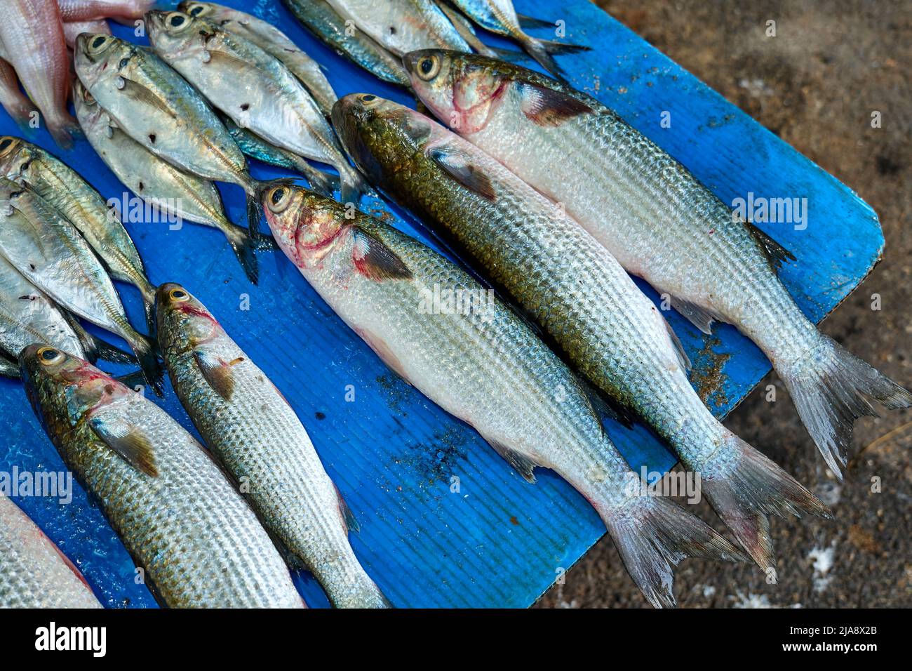 Gros plan sur la vente de poisson sur le marché Banque D'Images
