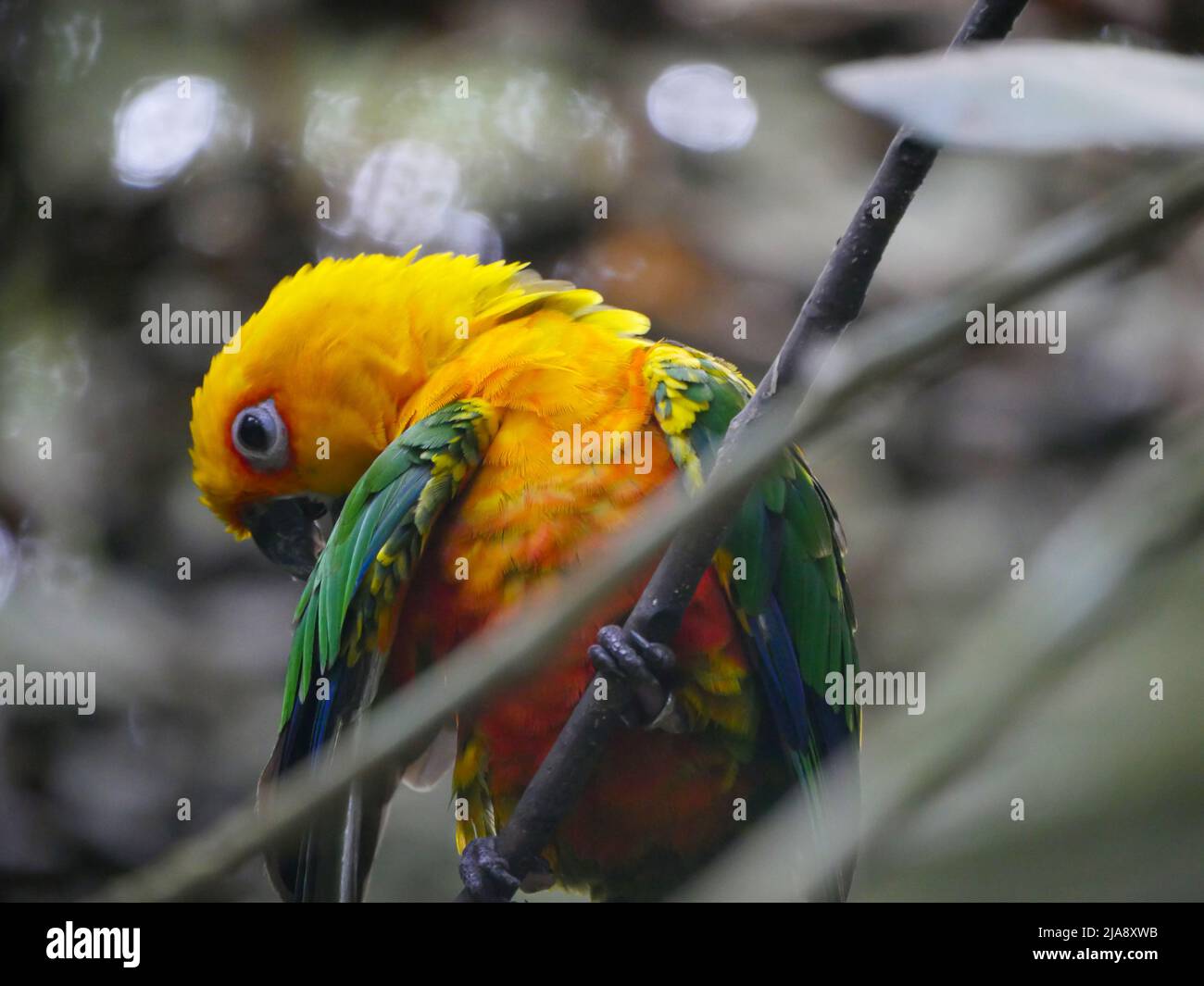 Couleur jaune Parrot espèce Lorikeet assis sur la branche de l'arbre Banque D'Images