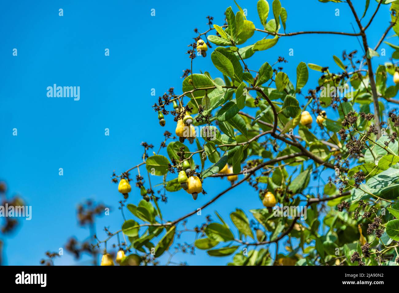 Arbre à noix de cajou noix de cajou pomme fruits Agriculture Banque D'Images