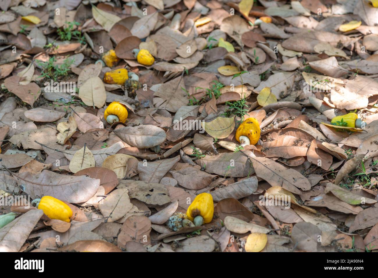 Arbre à noix de cajou noix de cajou pomme fruits Agriculture Banque D'Images